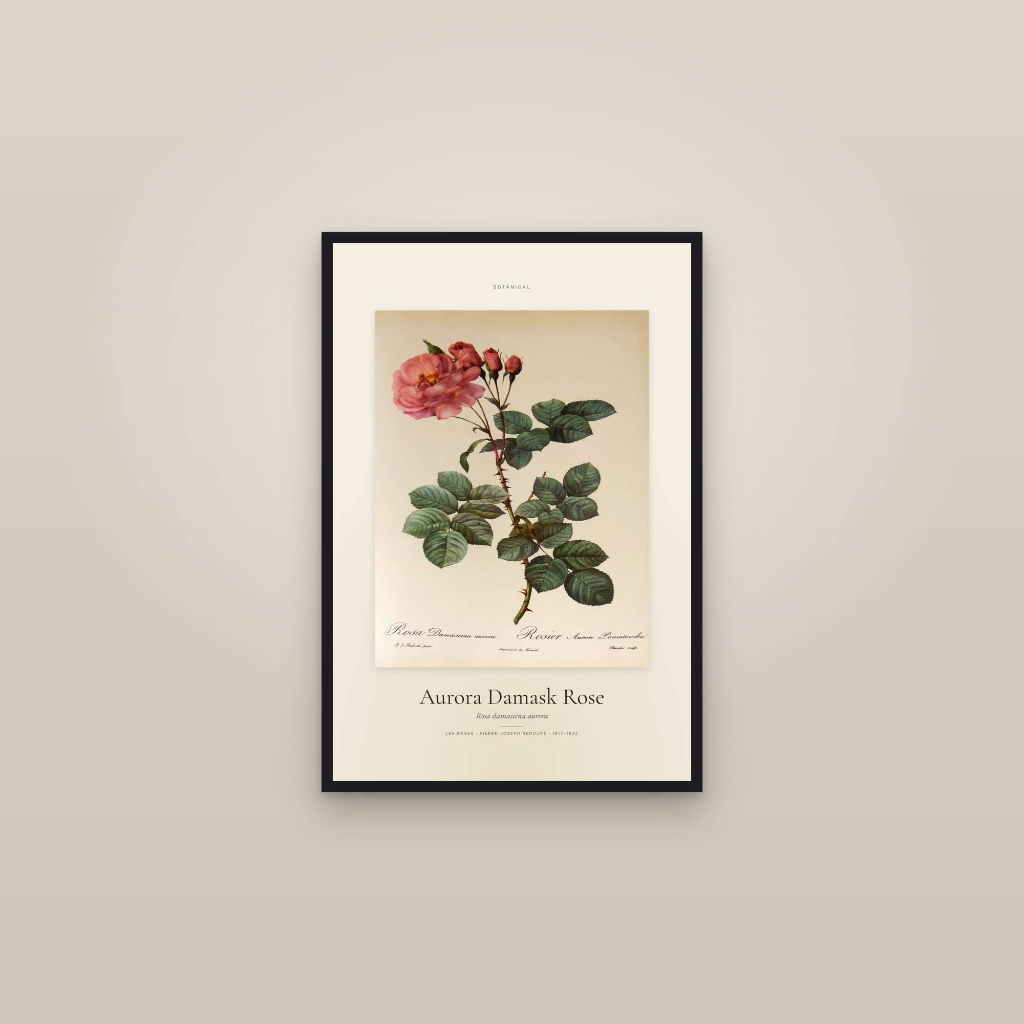 Aurora Damask Rose — Specimen — framed in a gallery setting