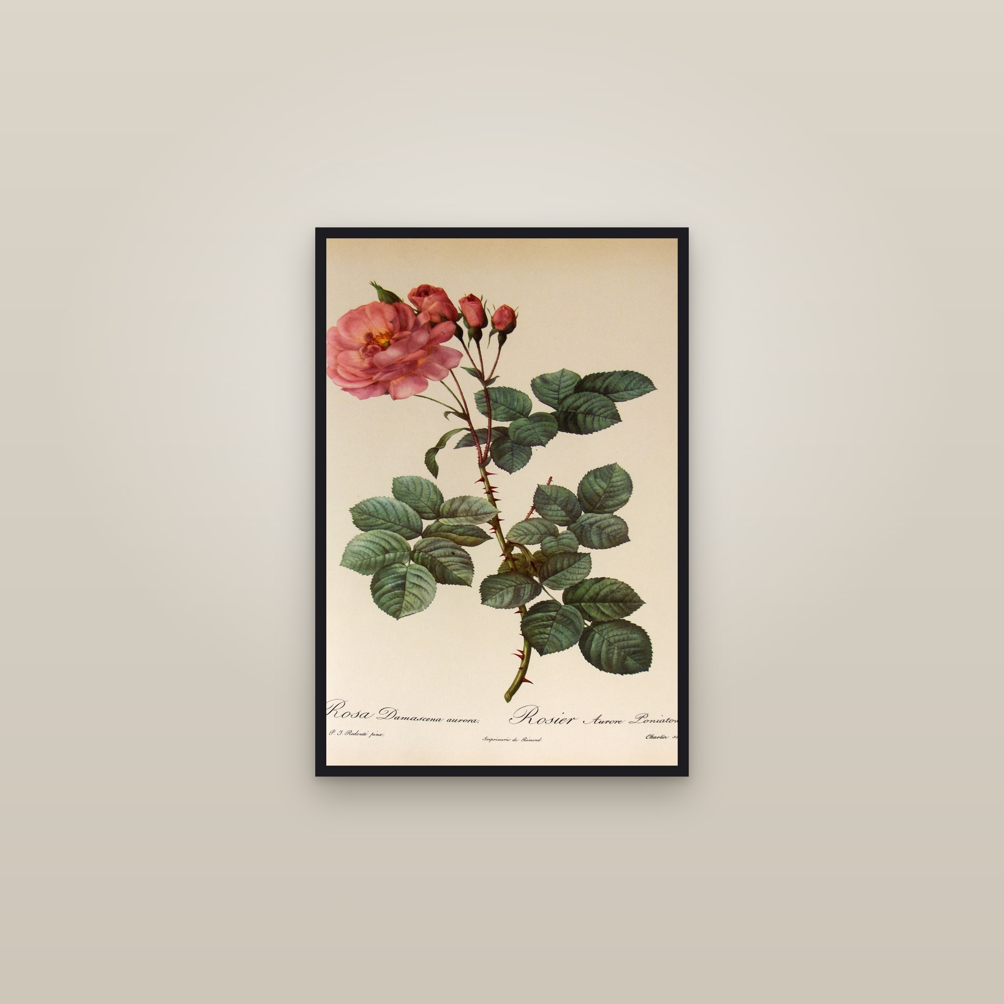 Aurora Damask Rose — framed in a gallery setting