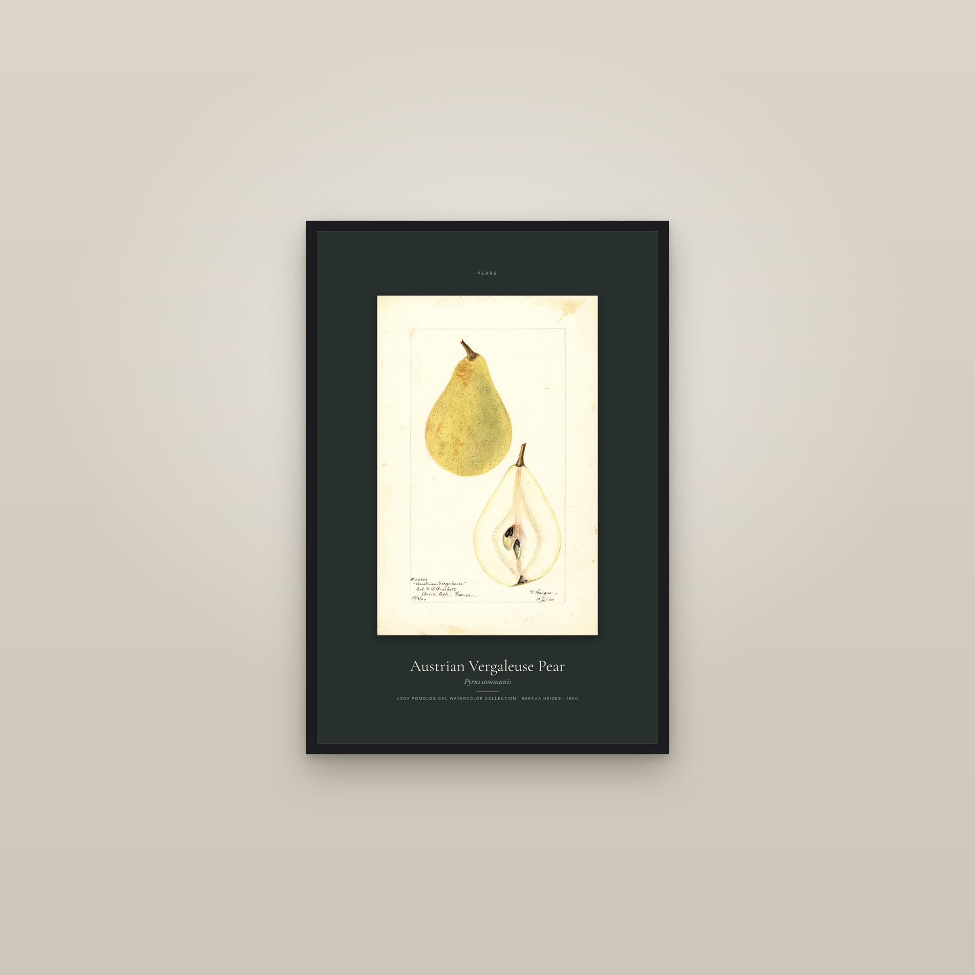 Austrian Vergaleuse Pear — Specimen — framed in a gallery setting