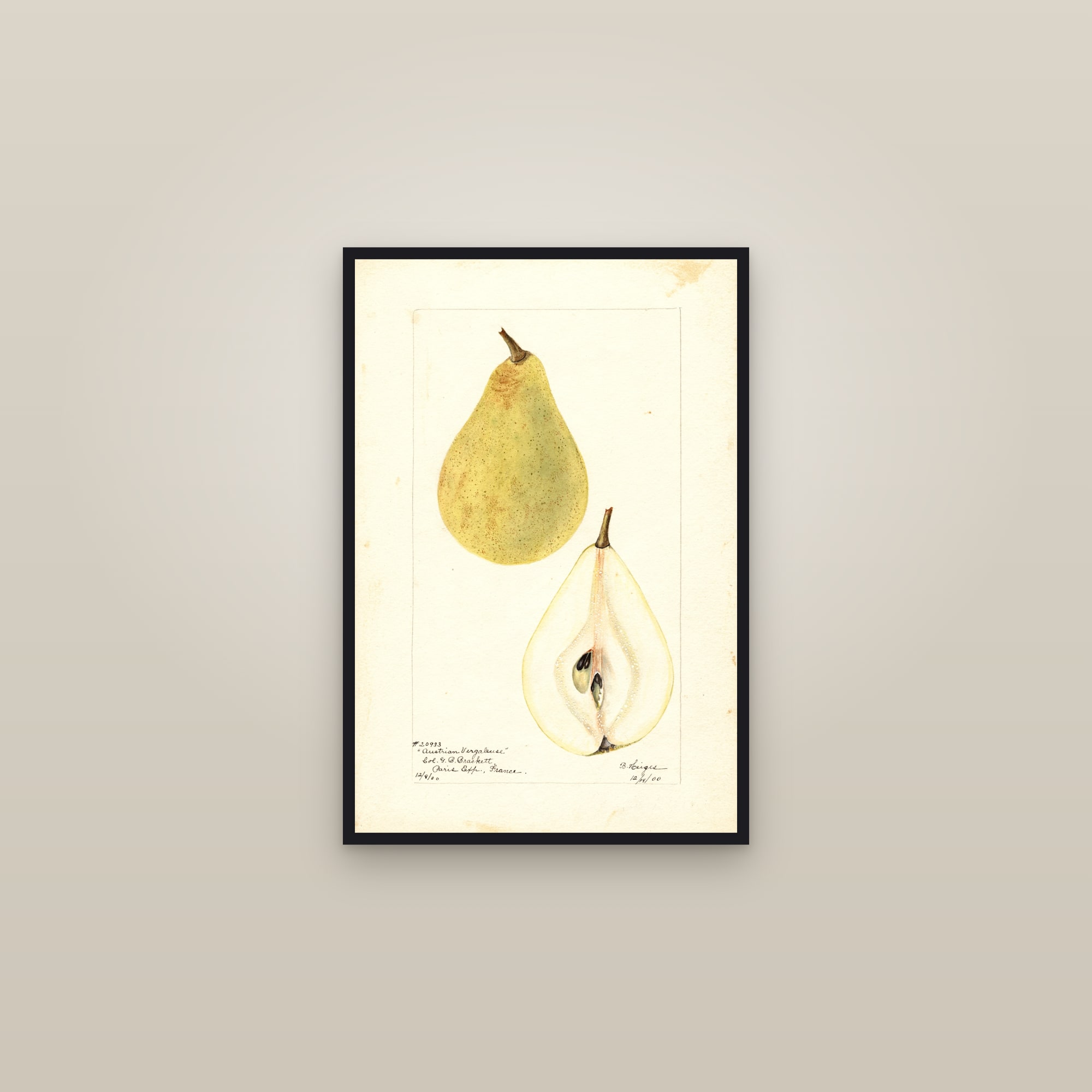 Austrian Vergaleuse Pear — framed in a gallery setting