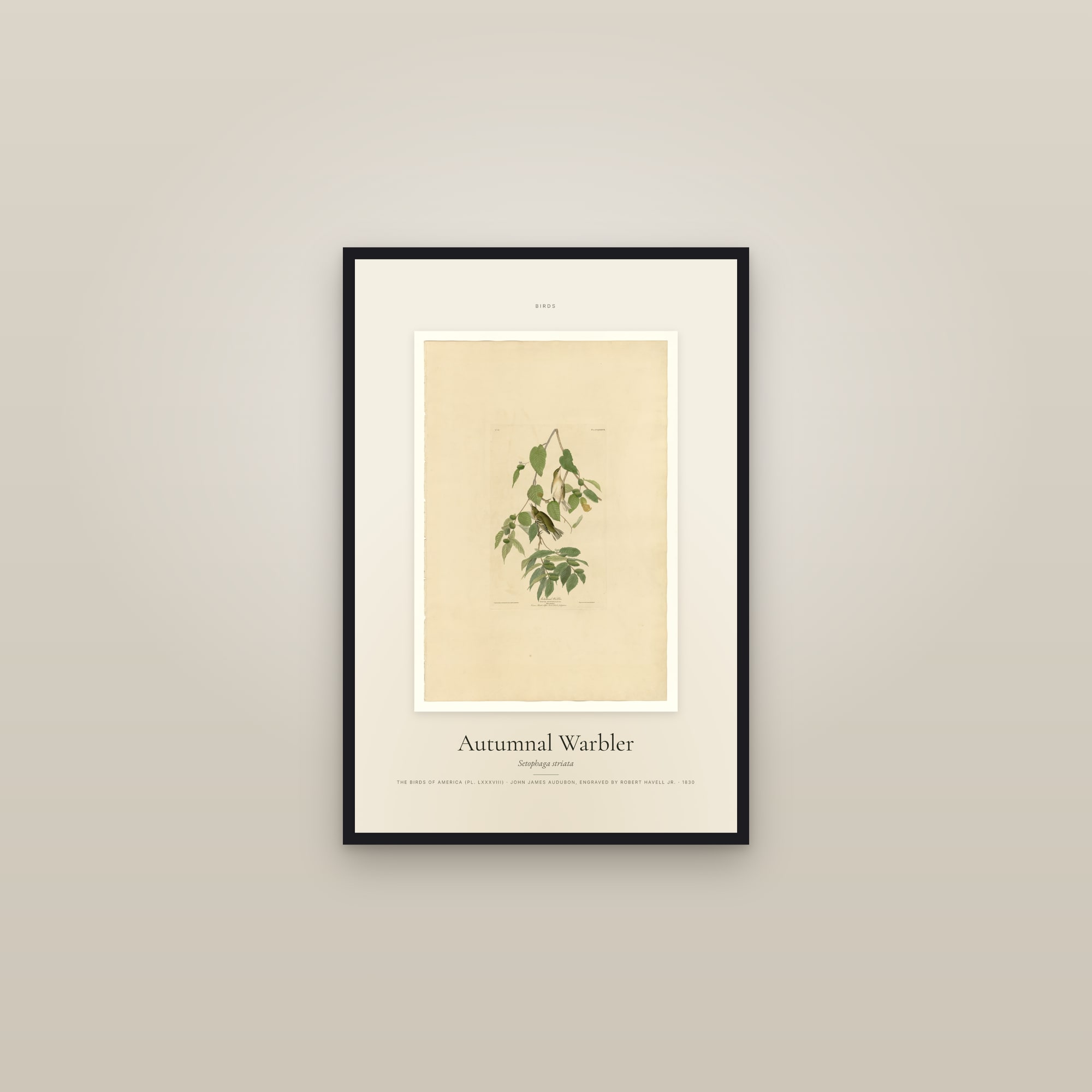 Autumnal Warbler — Specimen — framed in a gallery setting