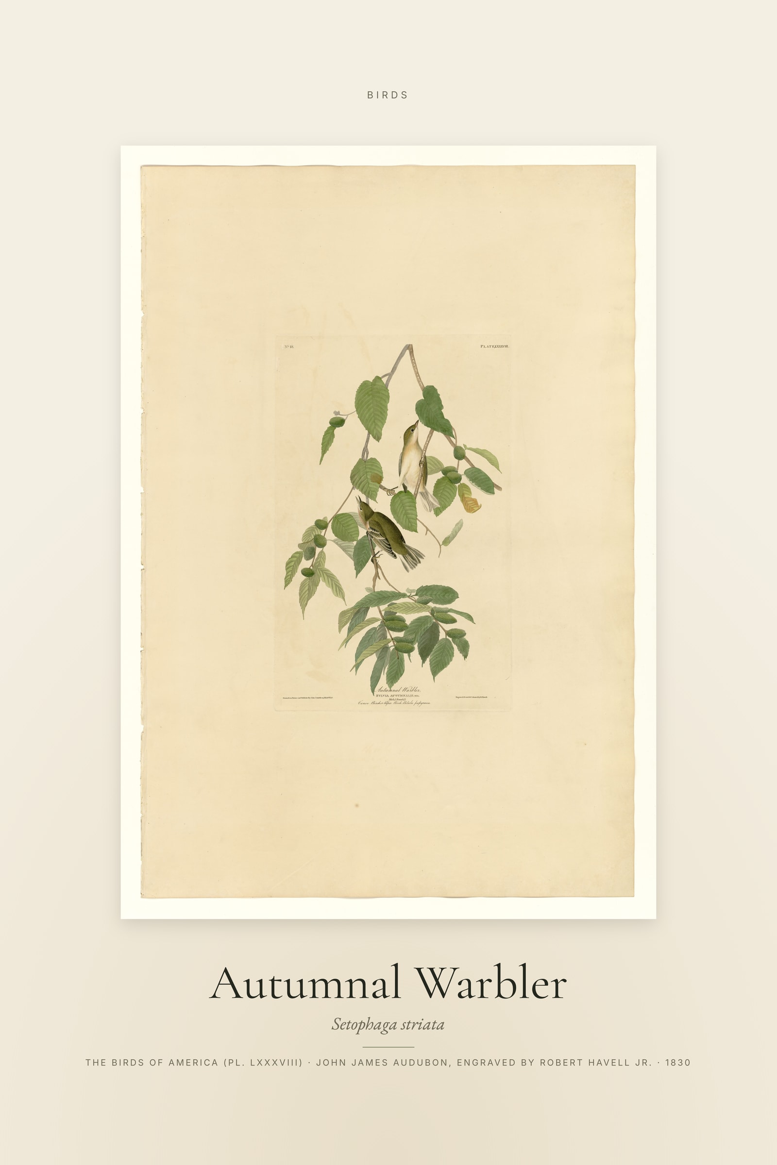 Autumnal Warbler — Specimen