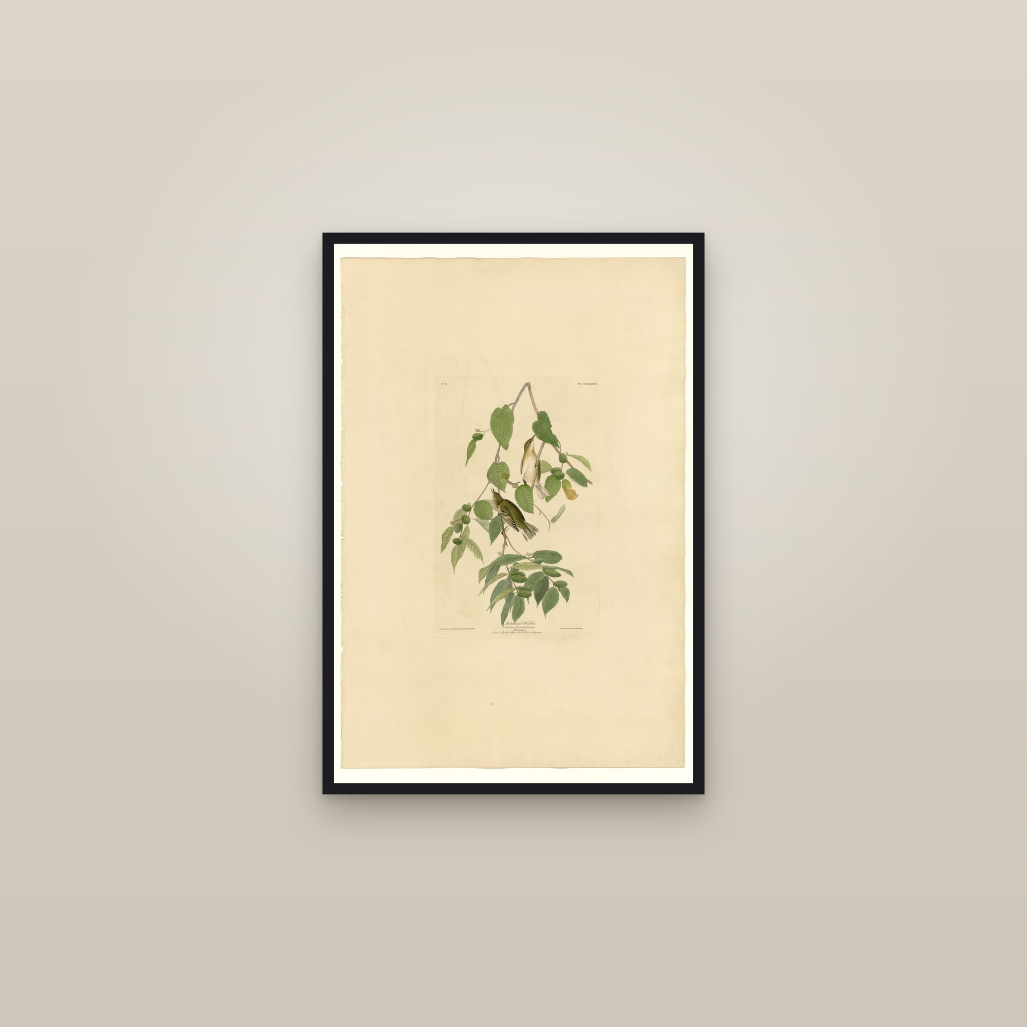 Autumnal Warbler — framed in a gallery setting