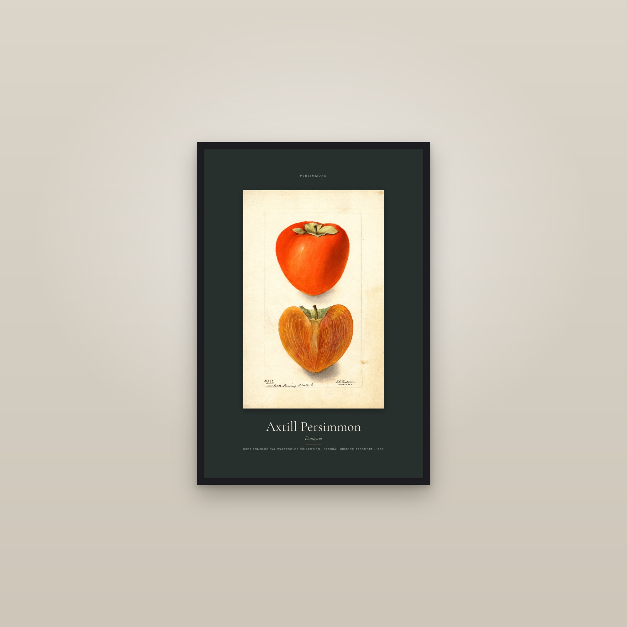 Axtill Persimmon — Specimen — framed in a gallery setting