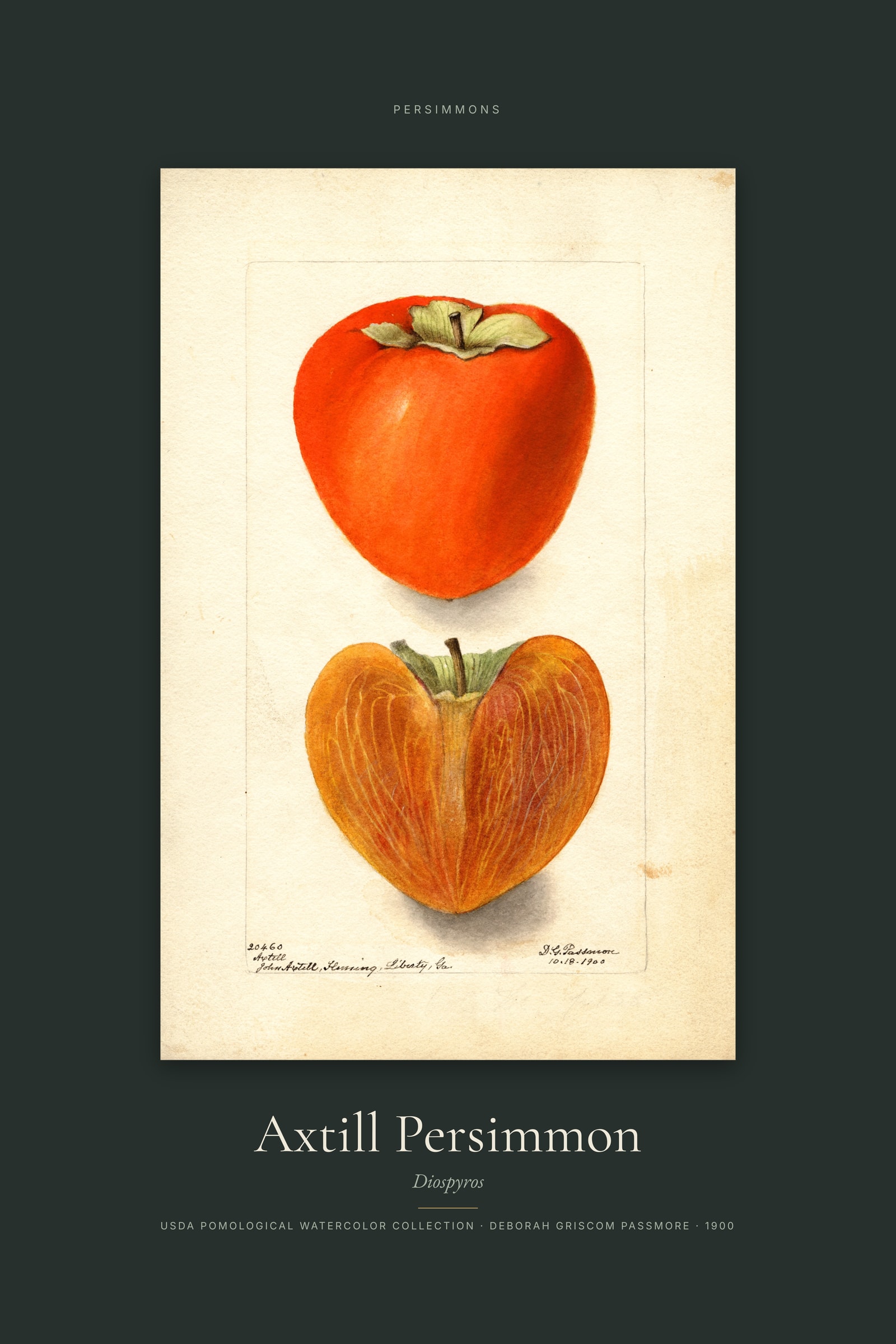 Axtill Persimmon — Specimen