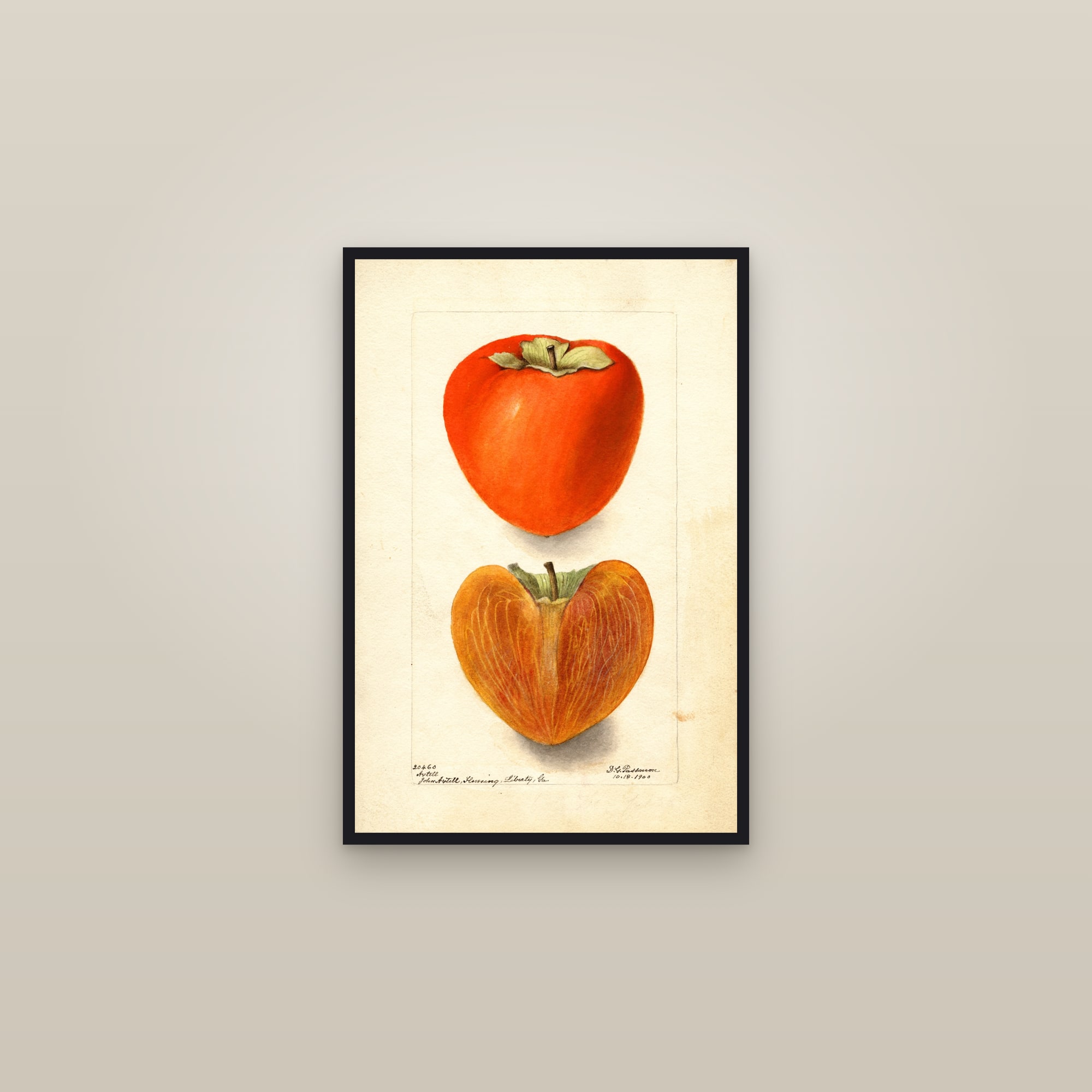 Axtill Persimmon — framed in a gallery setting