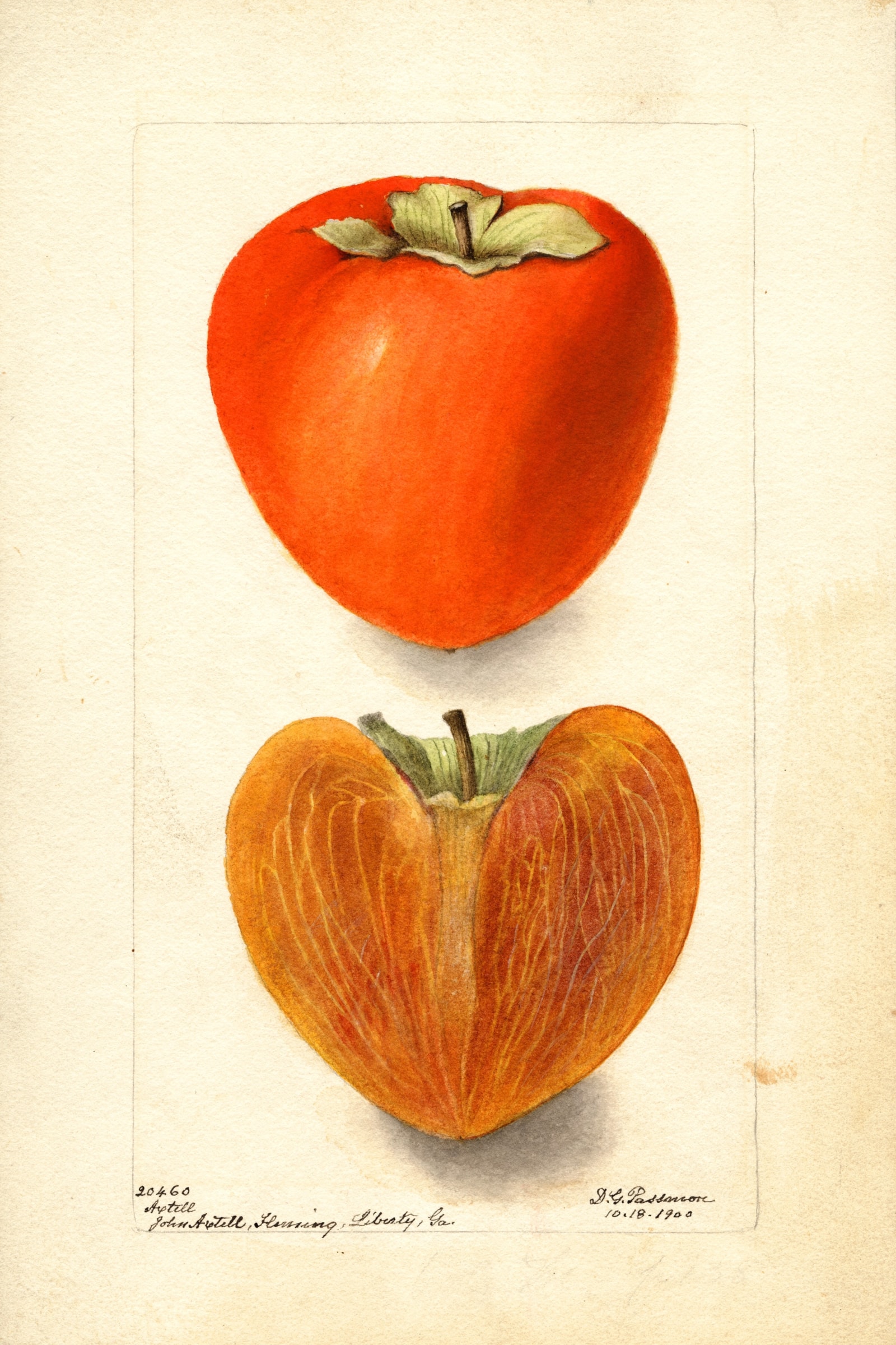 Axtill Persimmon
