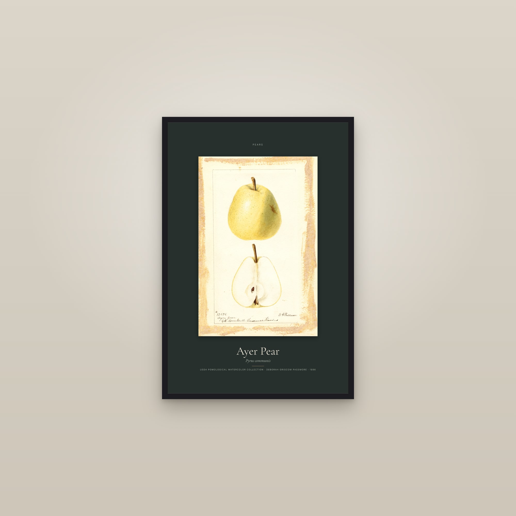 Ayer Pear — Specimen — framed in a gallery setting