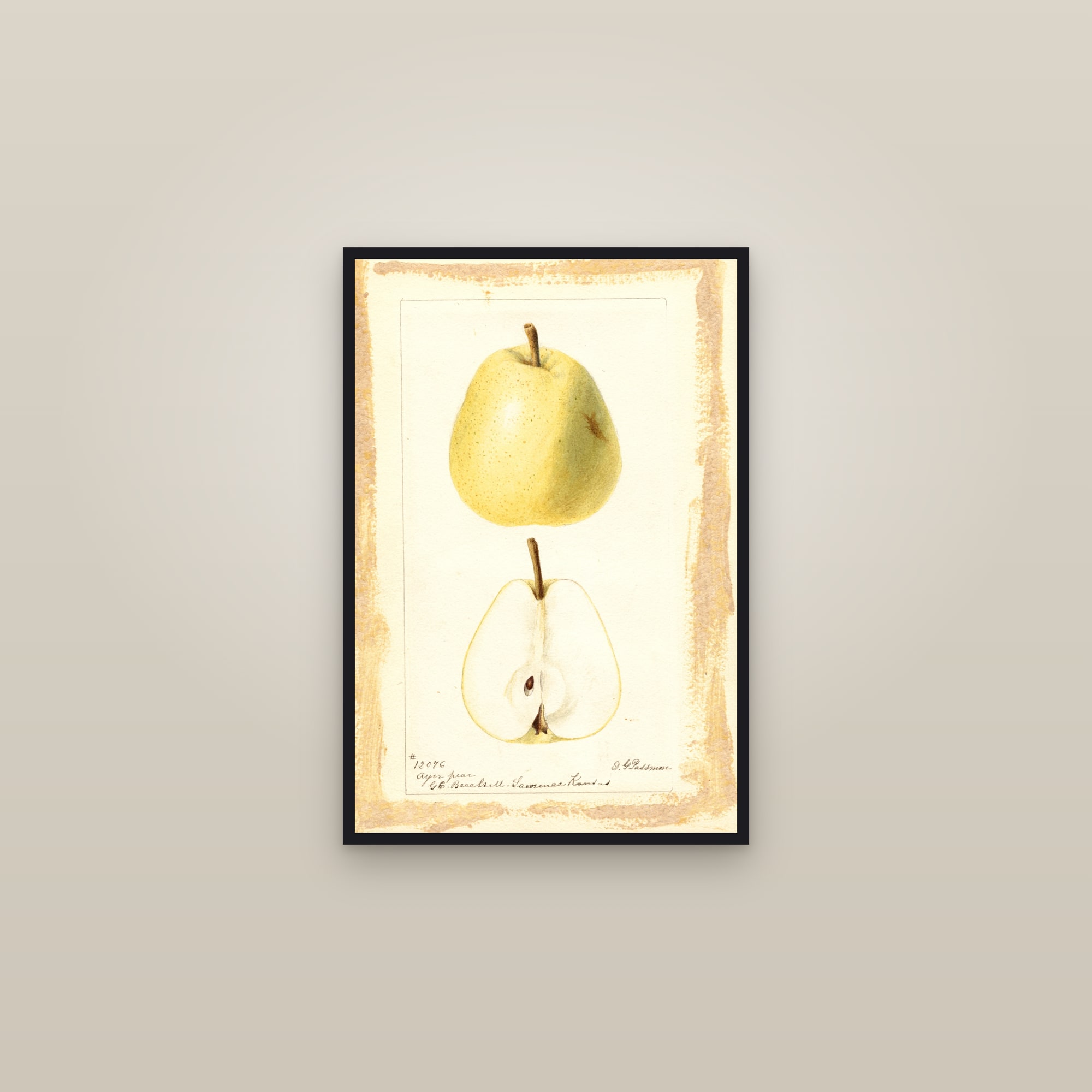Ayer Pear — framed in a gallery setting