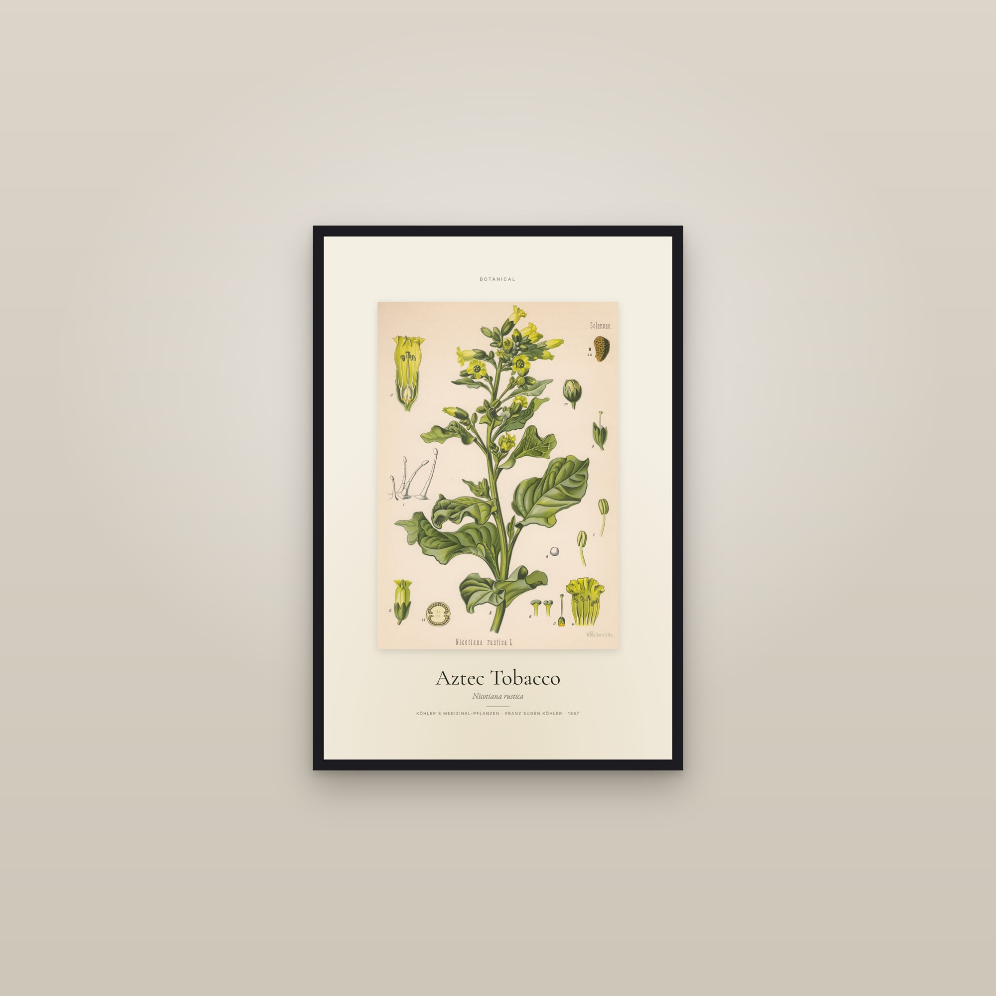 Aztec Tobacco — Specimen — framed in a gallery setting