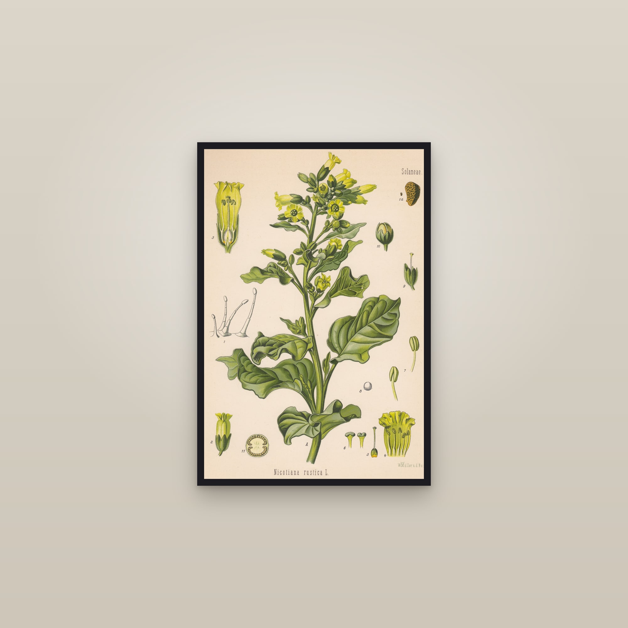 Aztec Tobacco — framed in a gallery setting