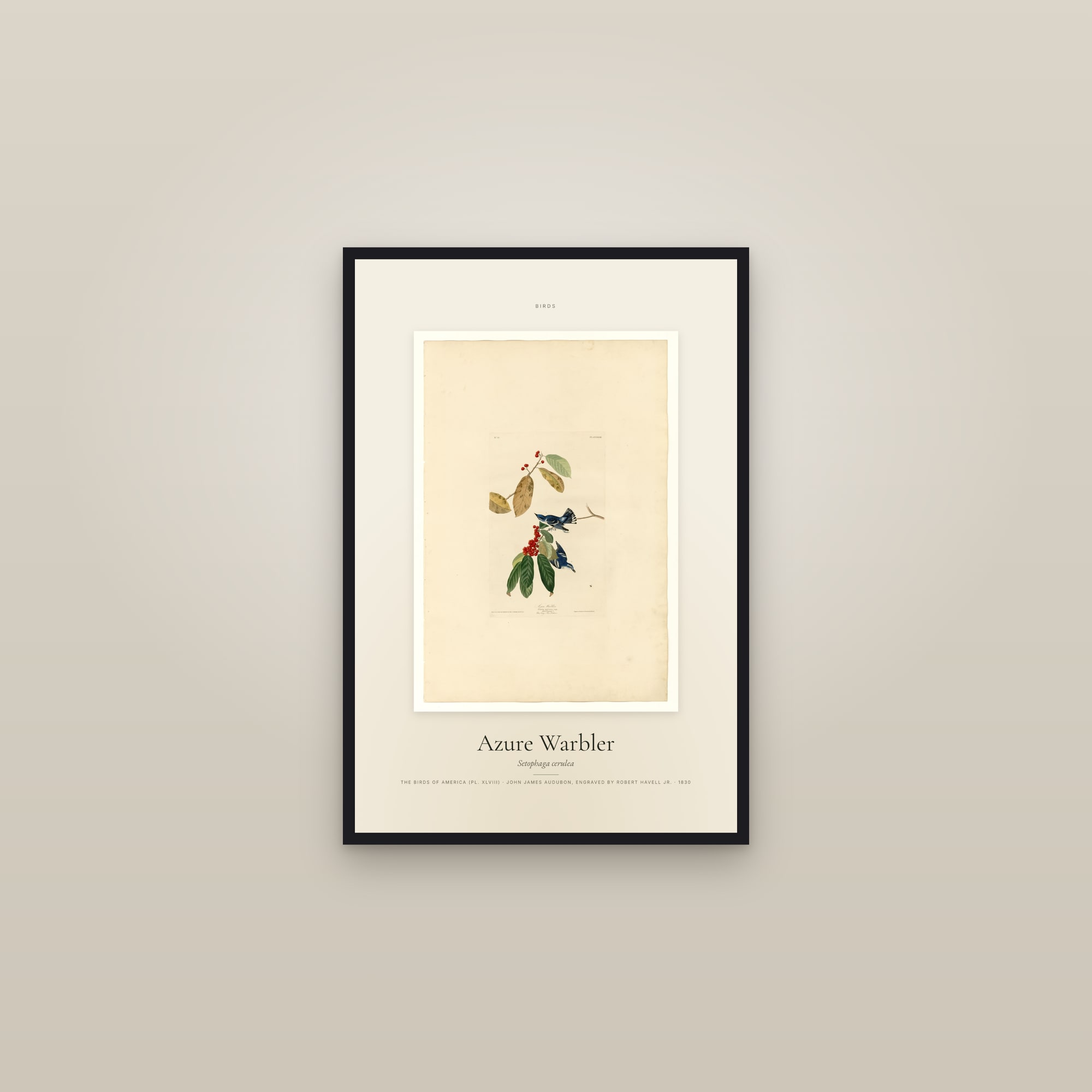 Azure Warbler — Specimen — framed in a gallery setting