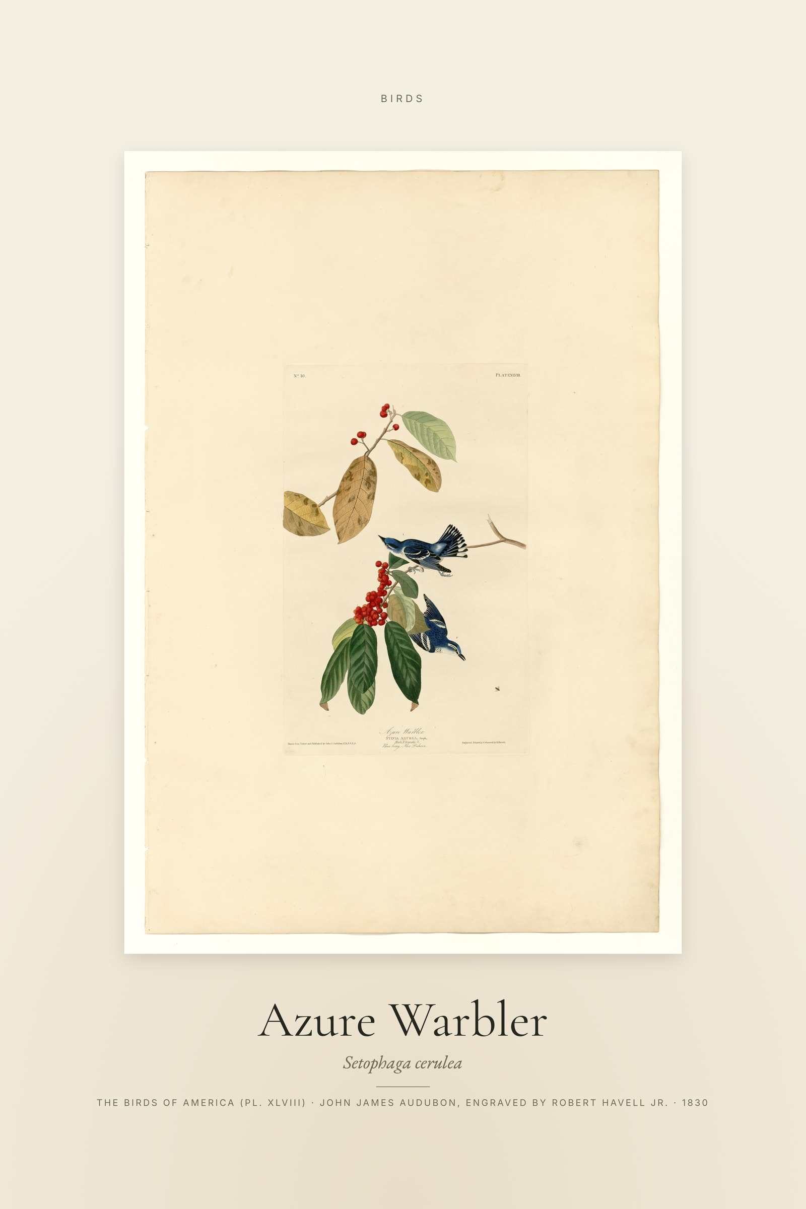 Azure Warbler — Specimen