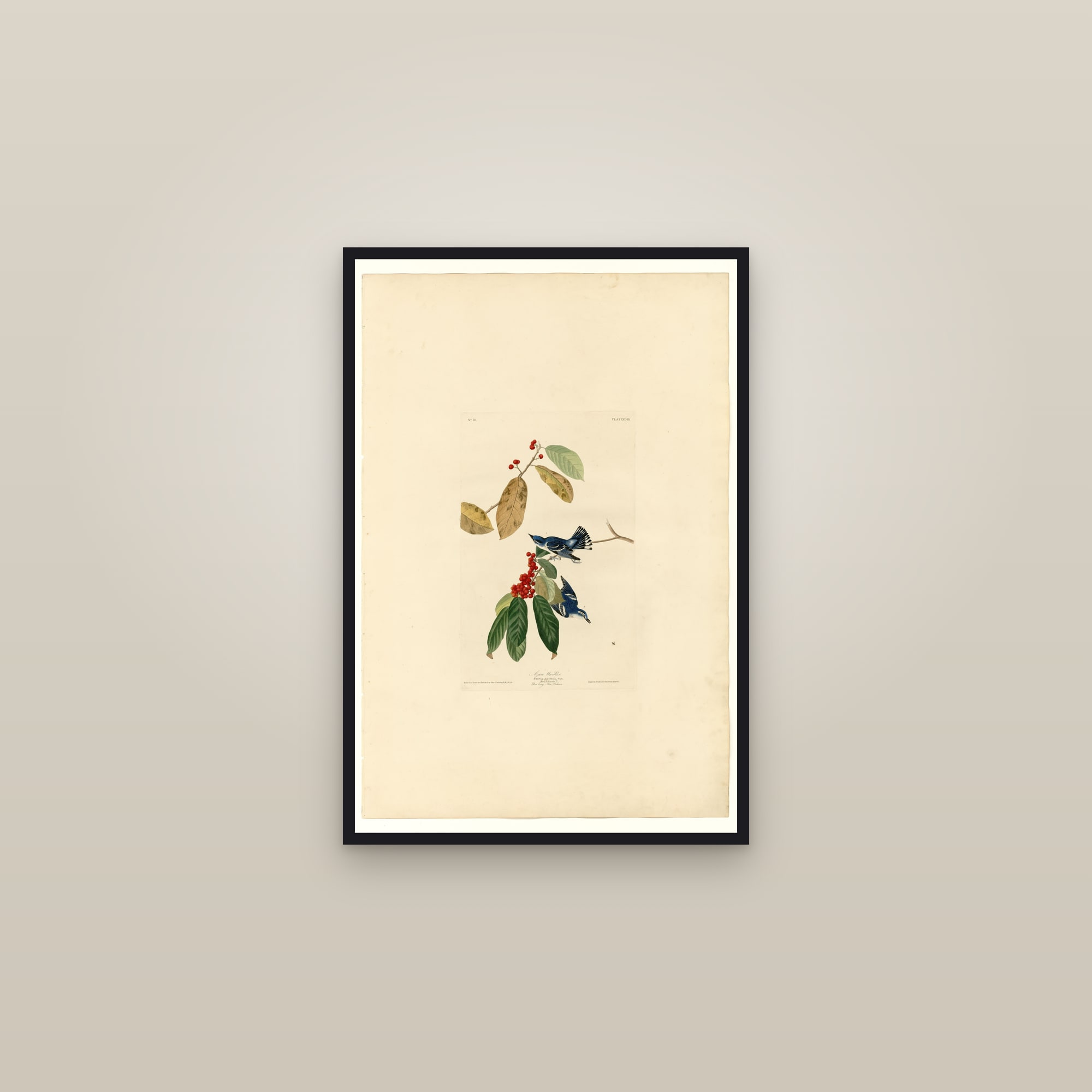 Azure Warbler — framed in a gallery setting