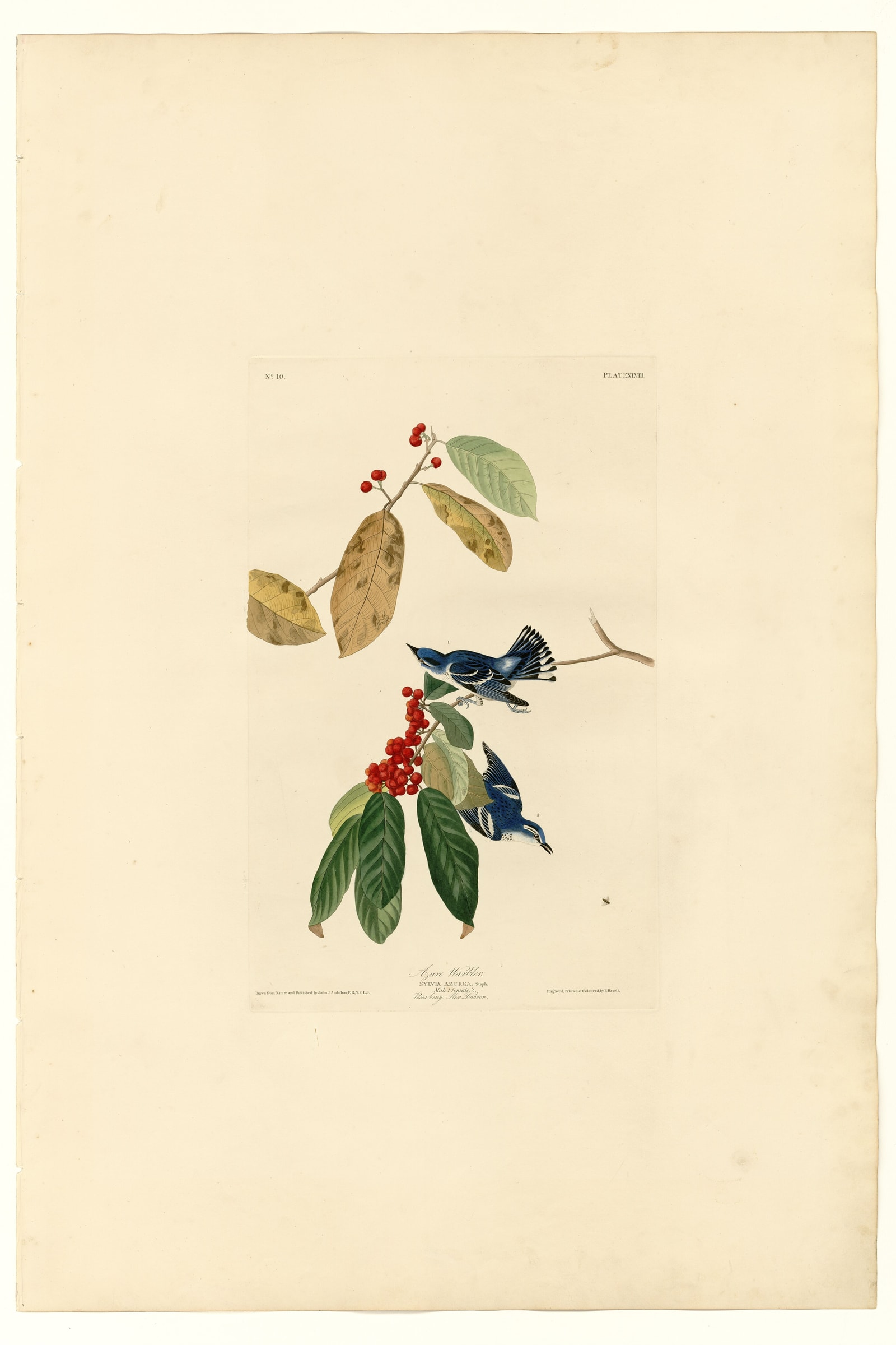 Azure Warbler