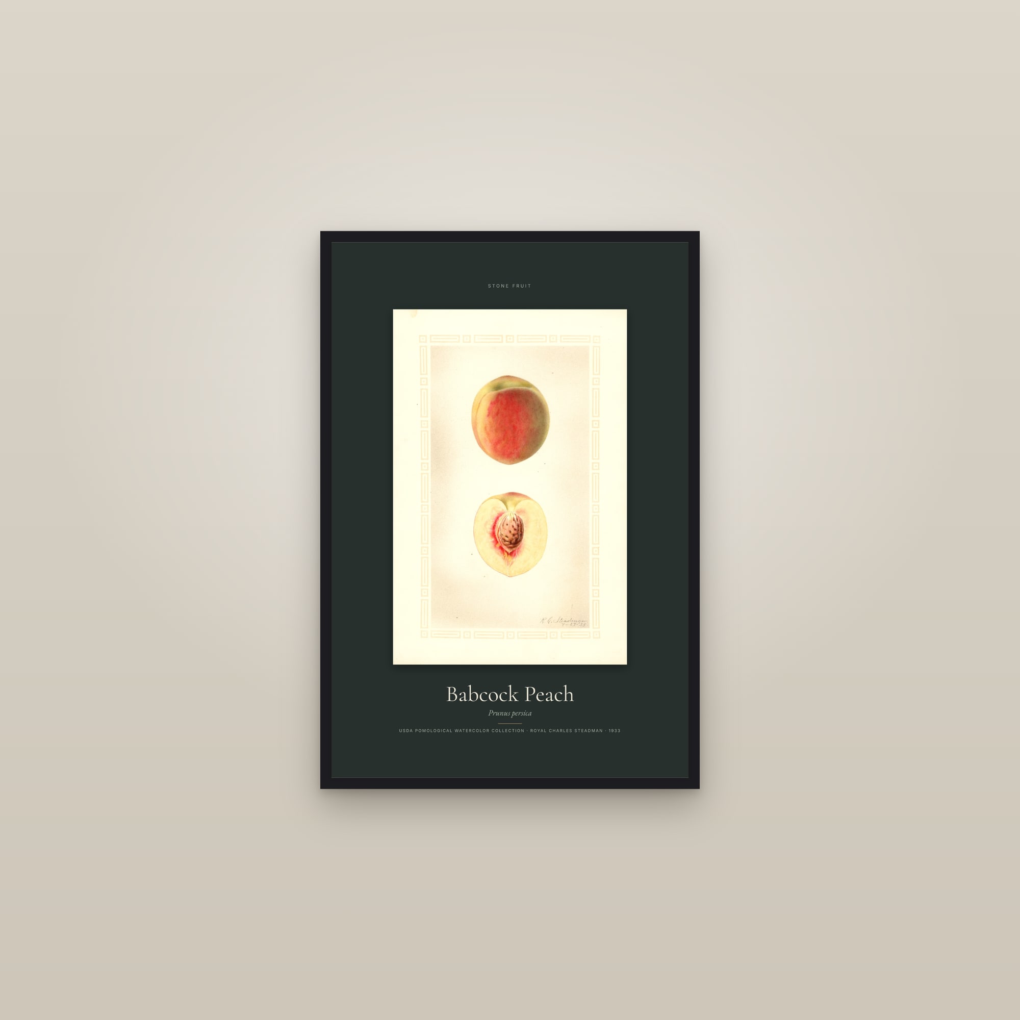 Babcock Peach — Specimen — framed in a gallery setting