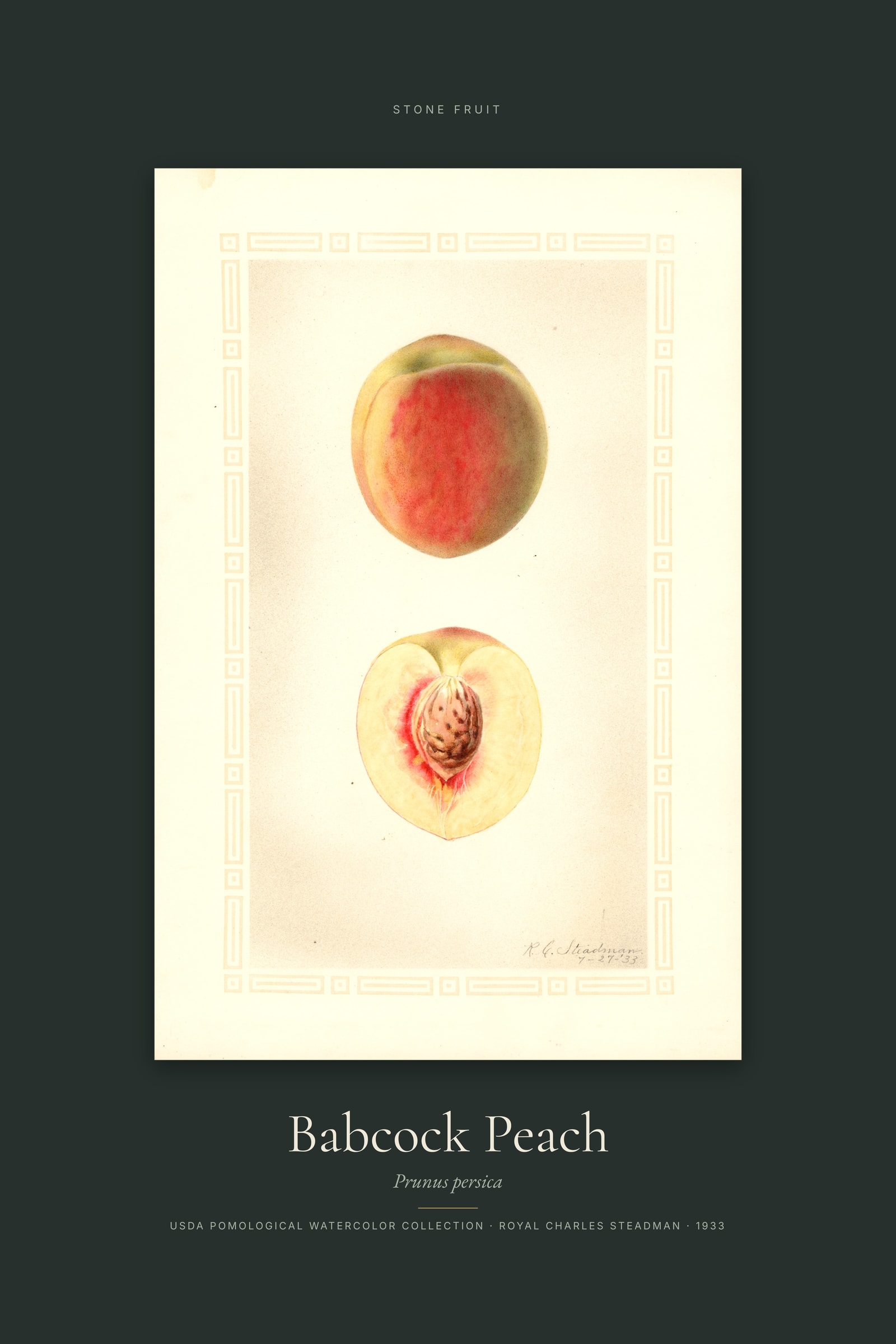 Babcock Peach — Specimen