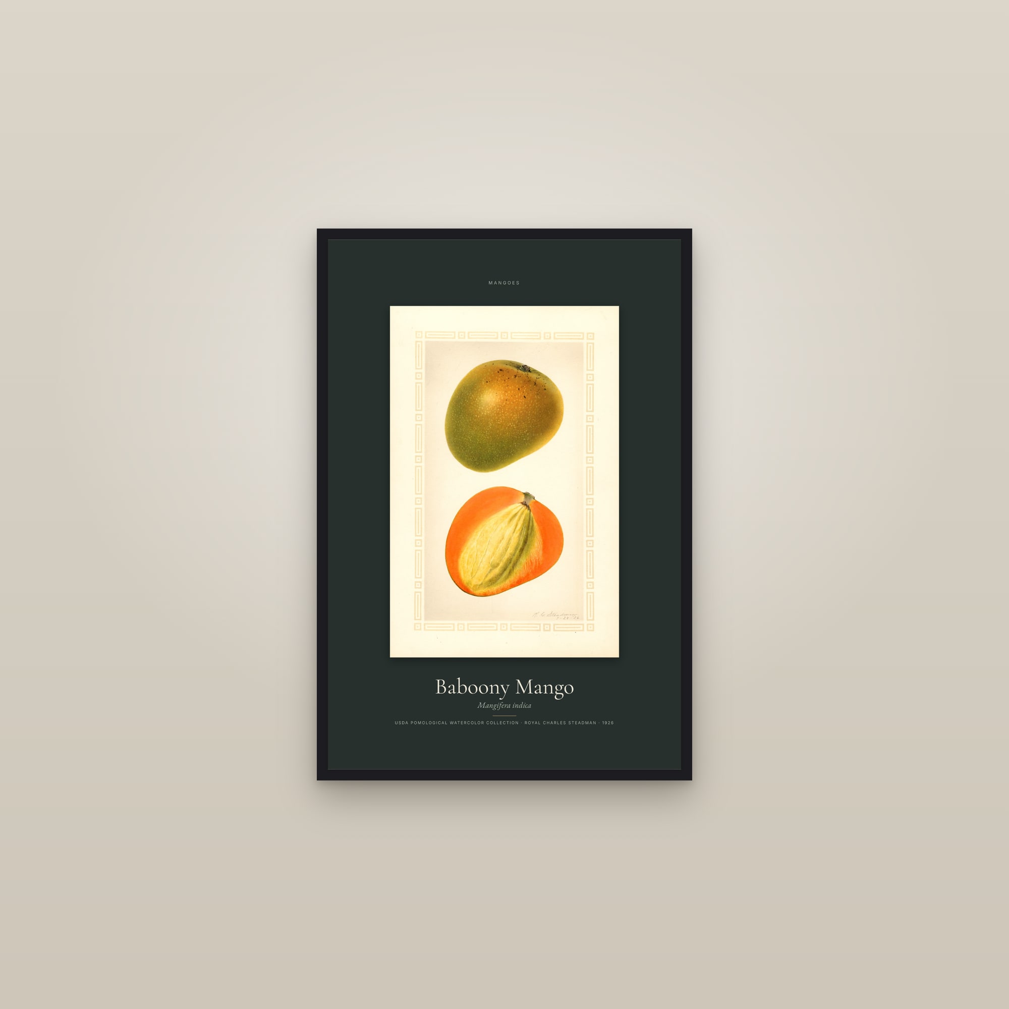 Baboony Mango — Specimen — framed in a gallery setting