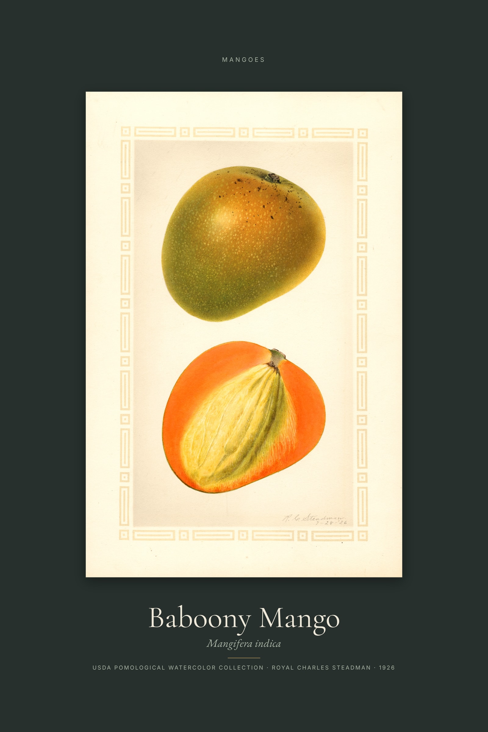 Baboony Mango — Specimen
