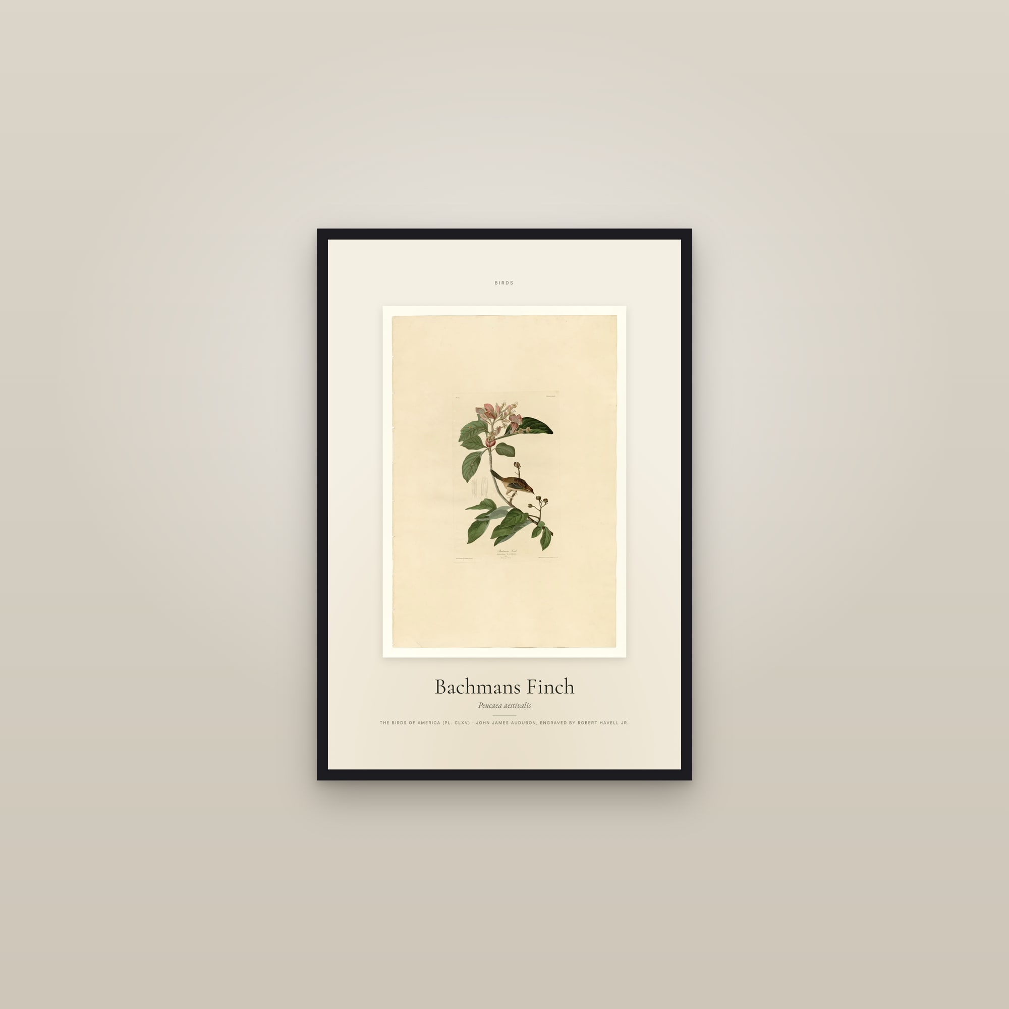 Bachmans Finch — Specimen — framed in a gallery setting