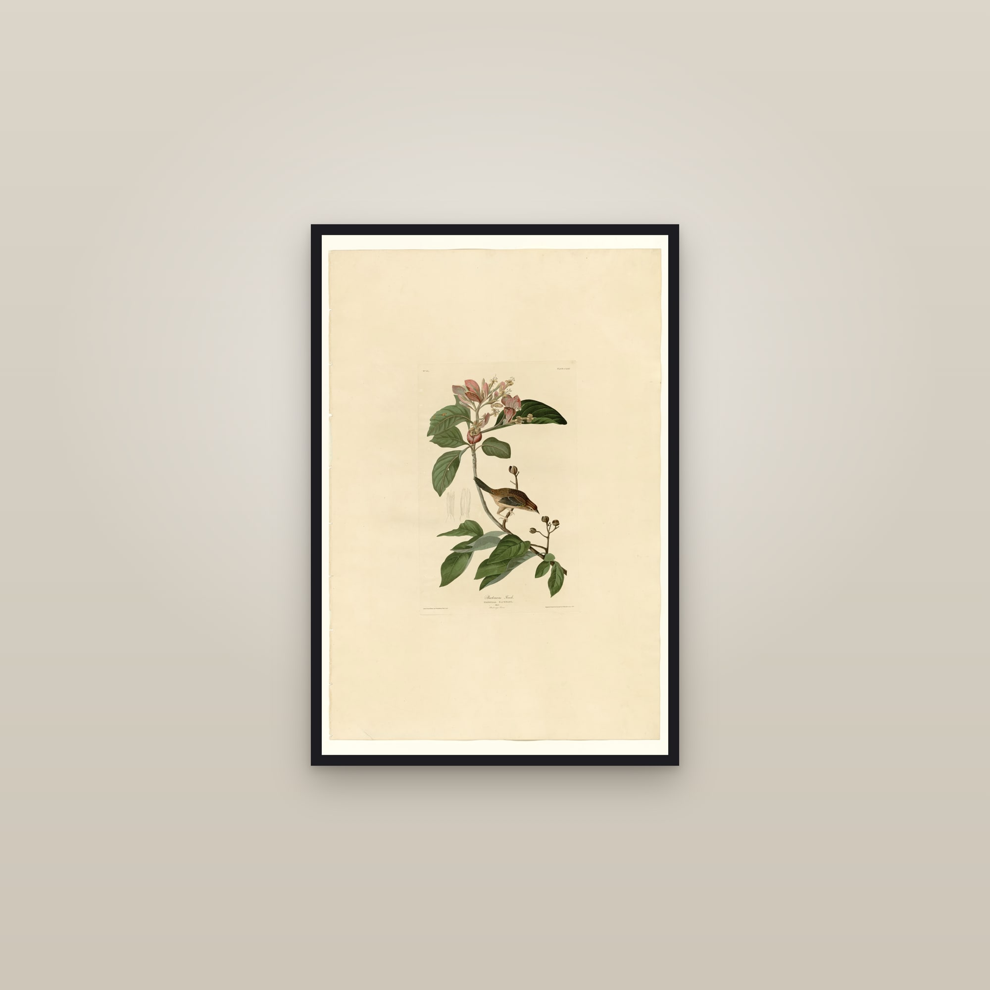 Bachmans Finch — framed in a gallery setting
