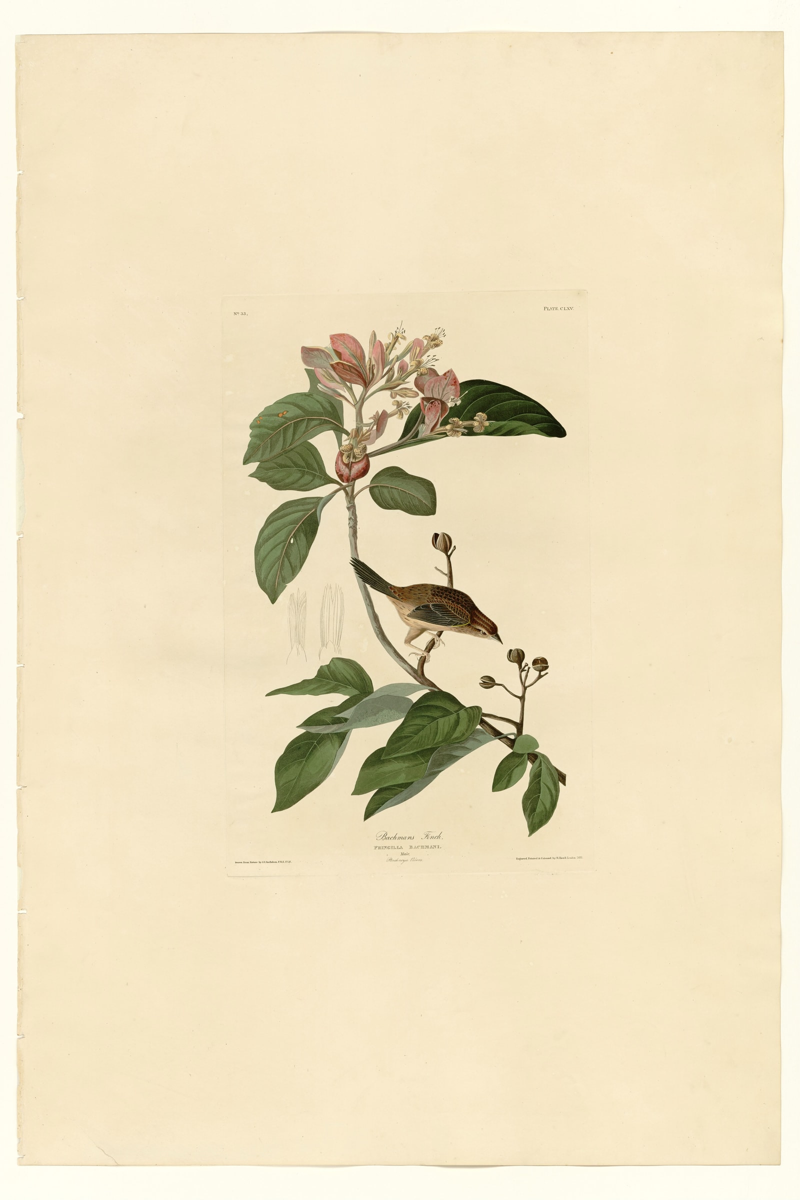 Bachmans Finch