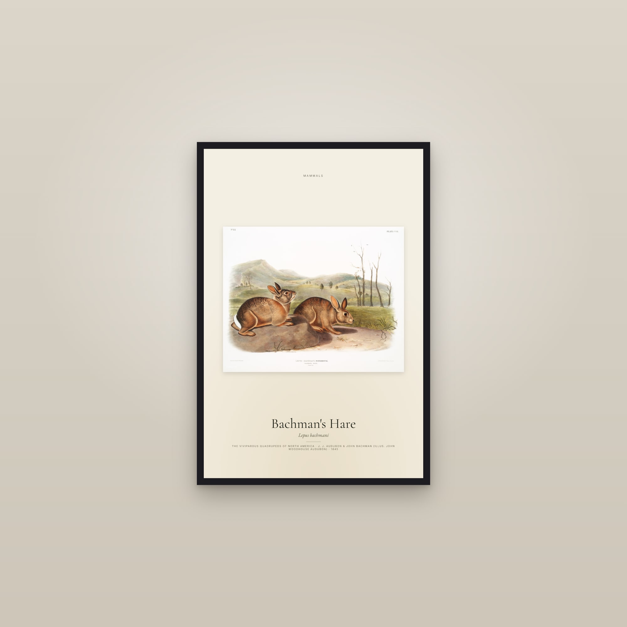 Bachman's Hare — framed in a gallery setting