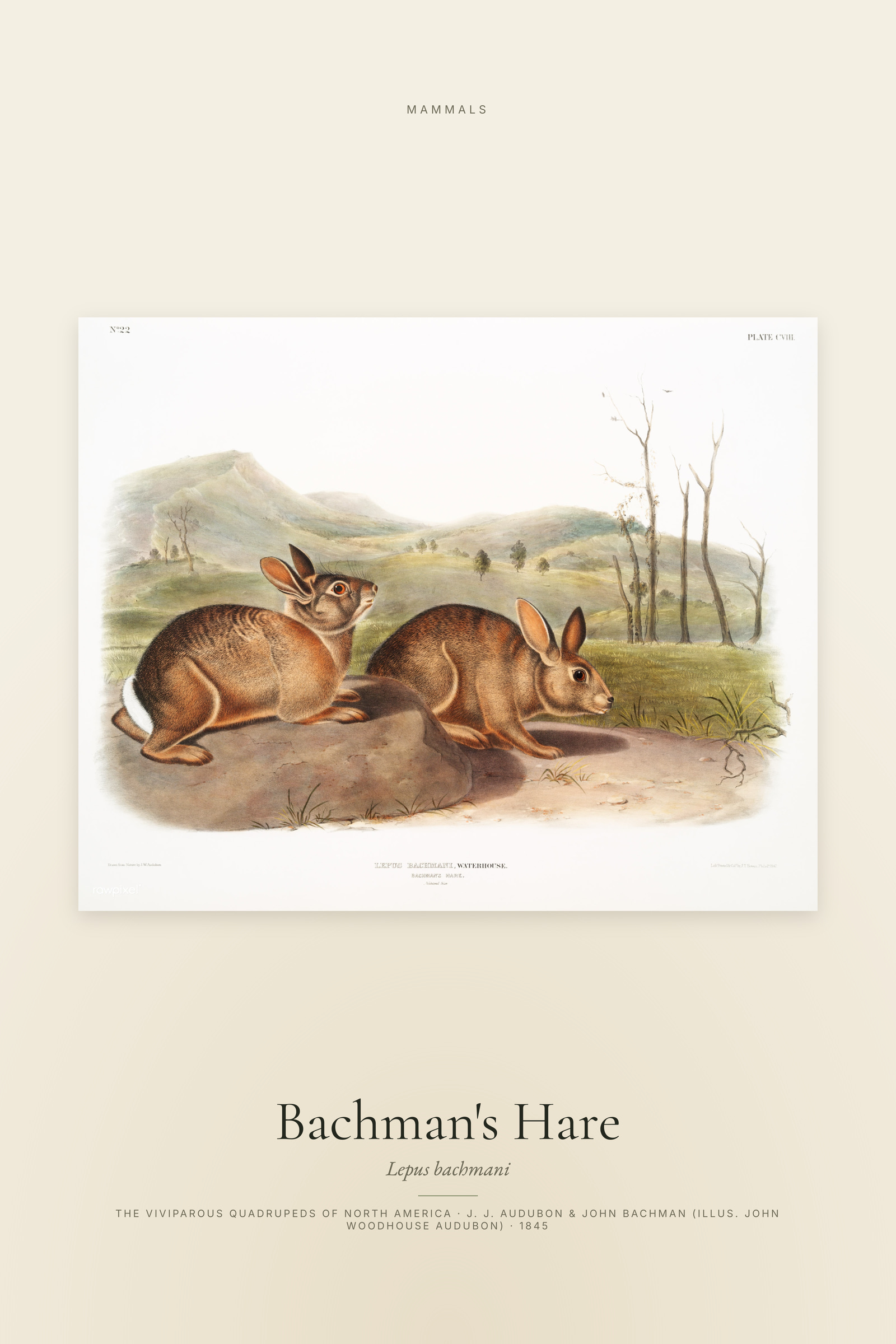 Bachman's Hare
