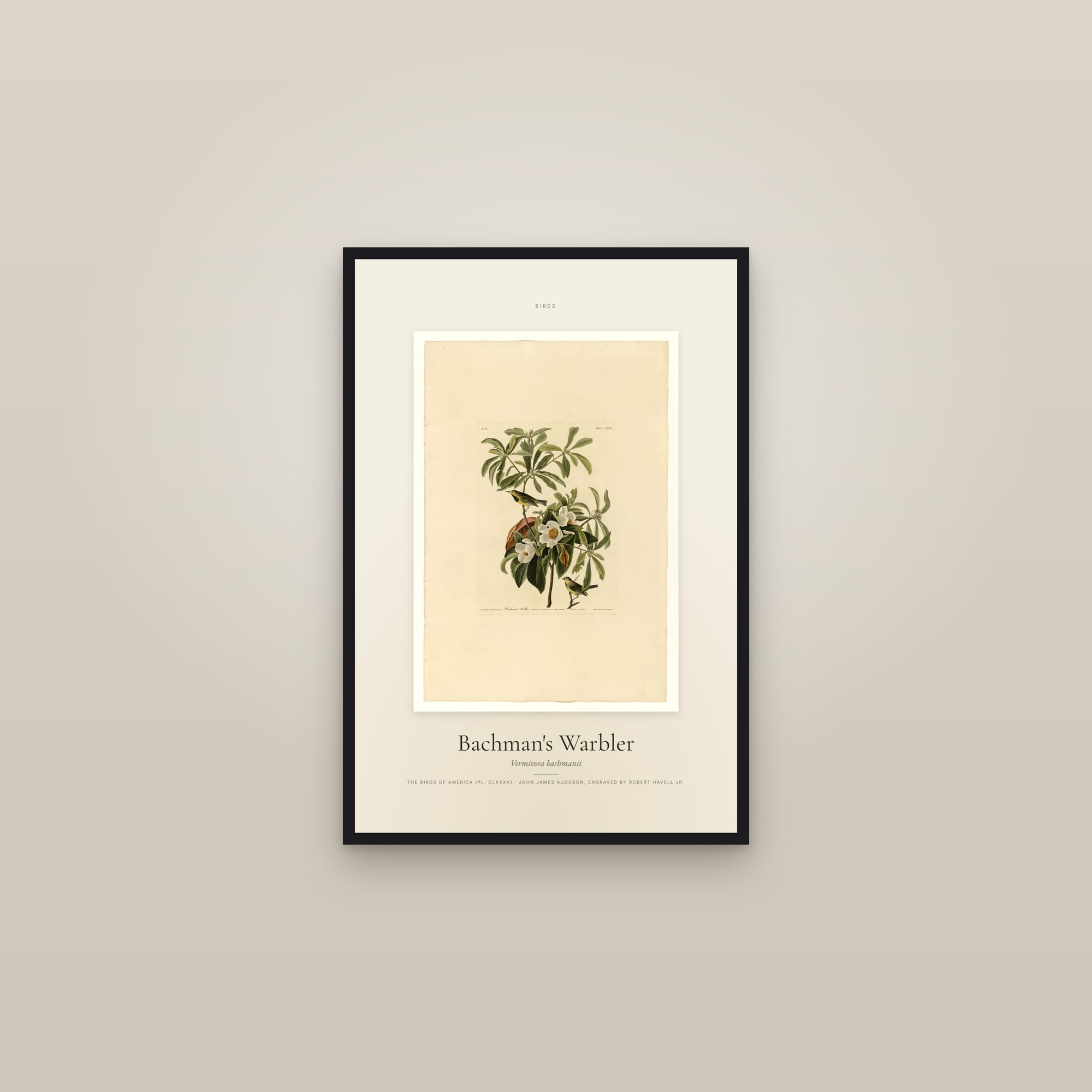 Bachman's Warbler — Specimen — framed in a gallery setting