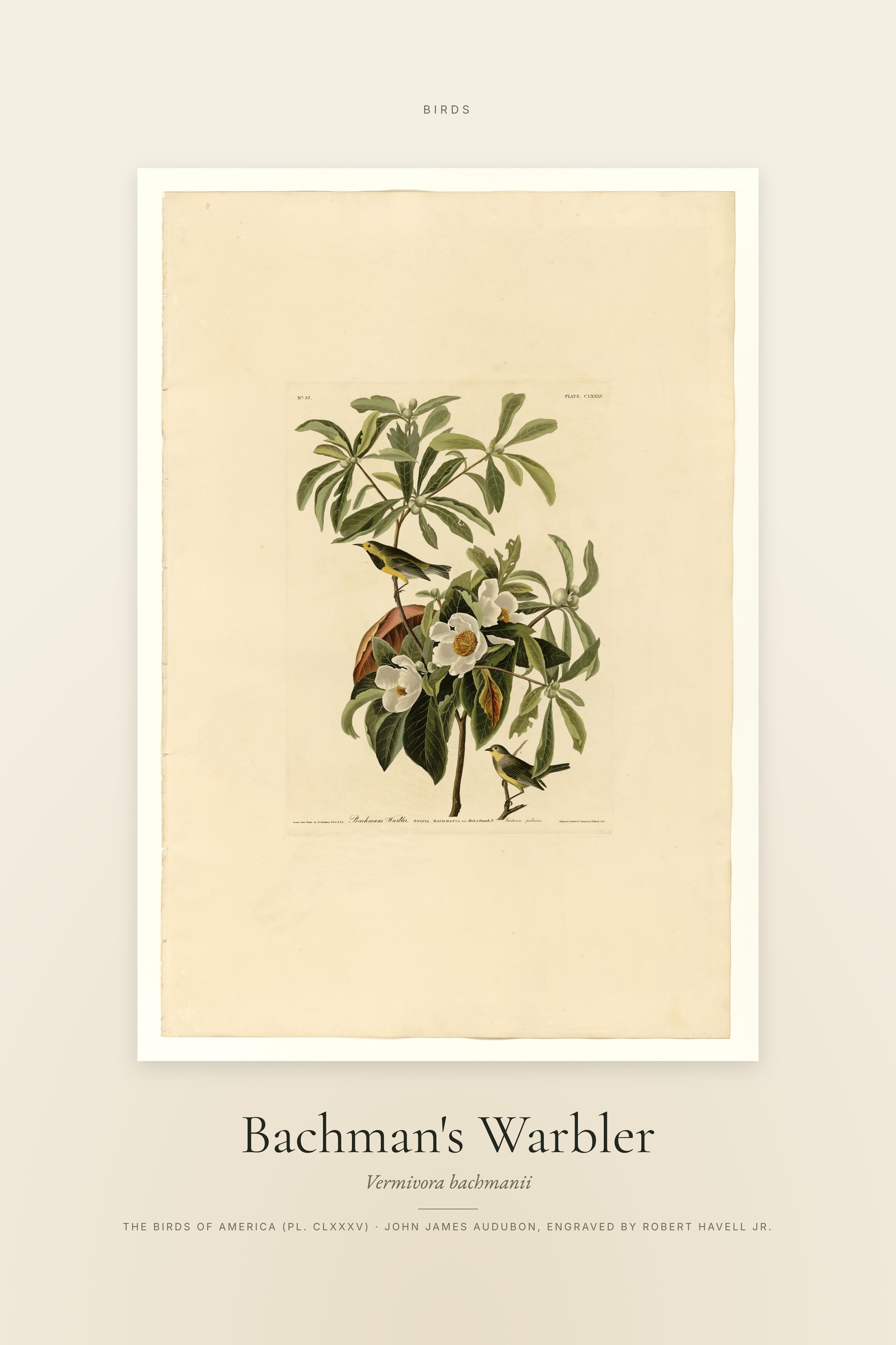 Bachman's Warbler — Specimen
