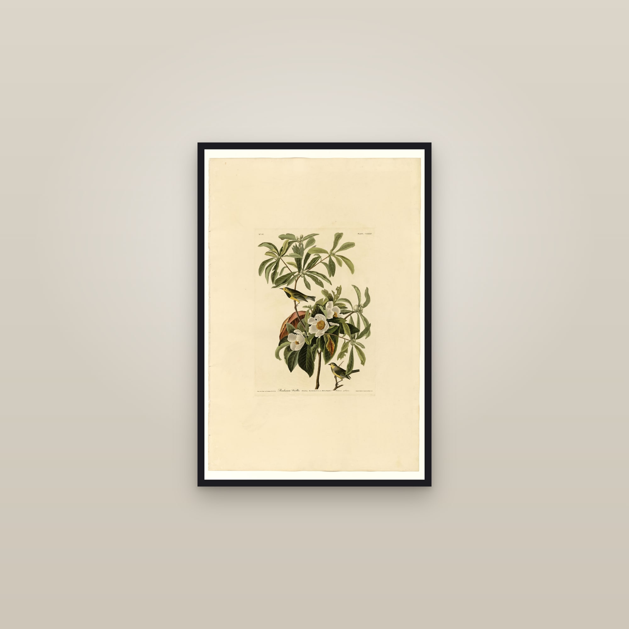 Bachman's Warbler — framed in a gallery setting