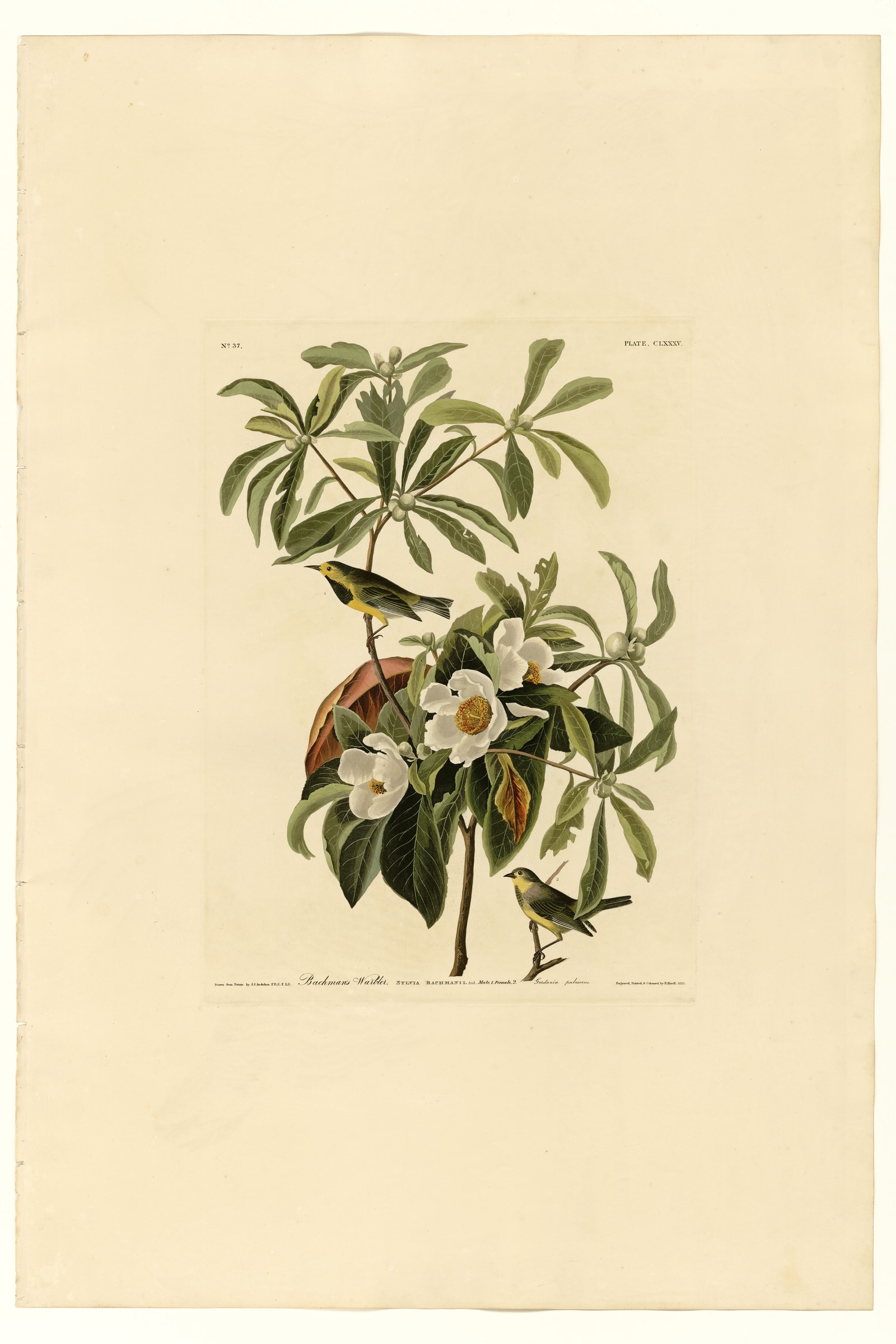 Bachman's Warbler