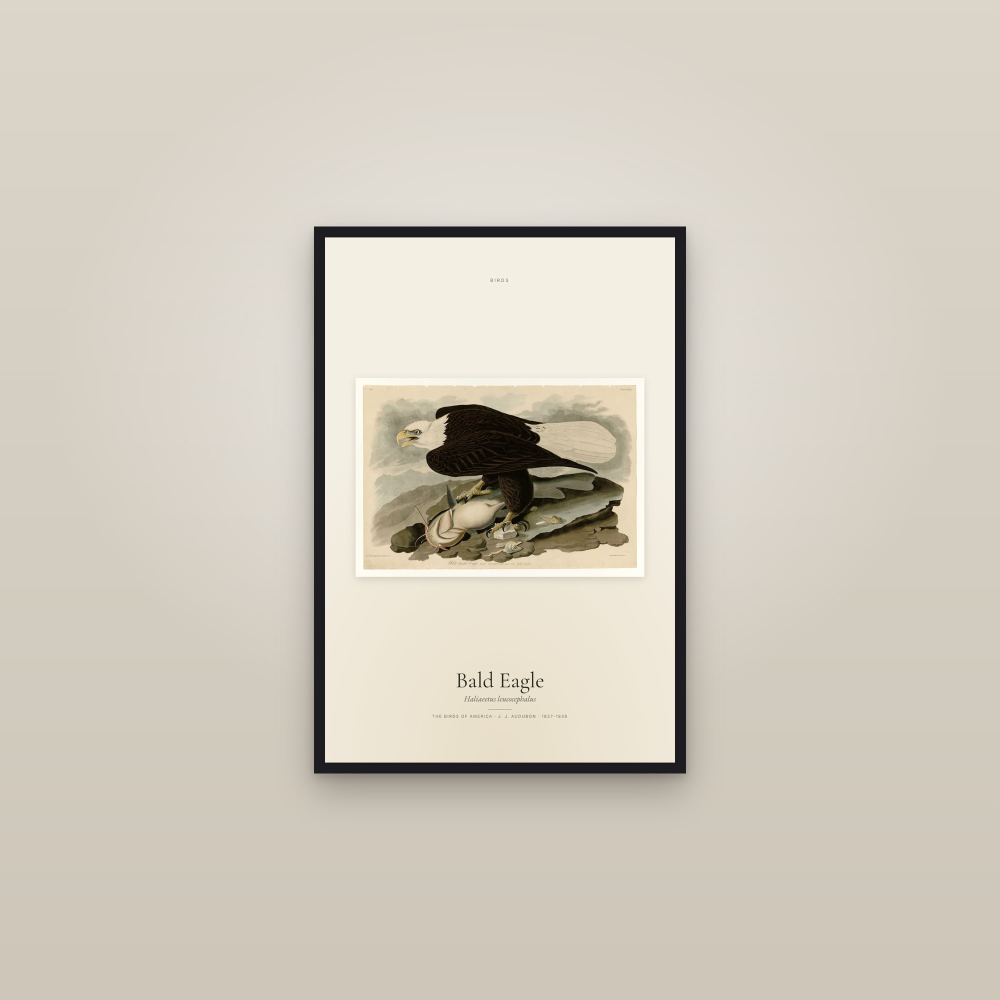 Bald Eagle — framed in a gallery setting