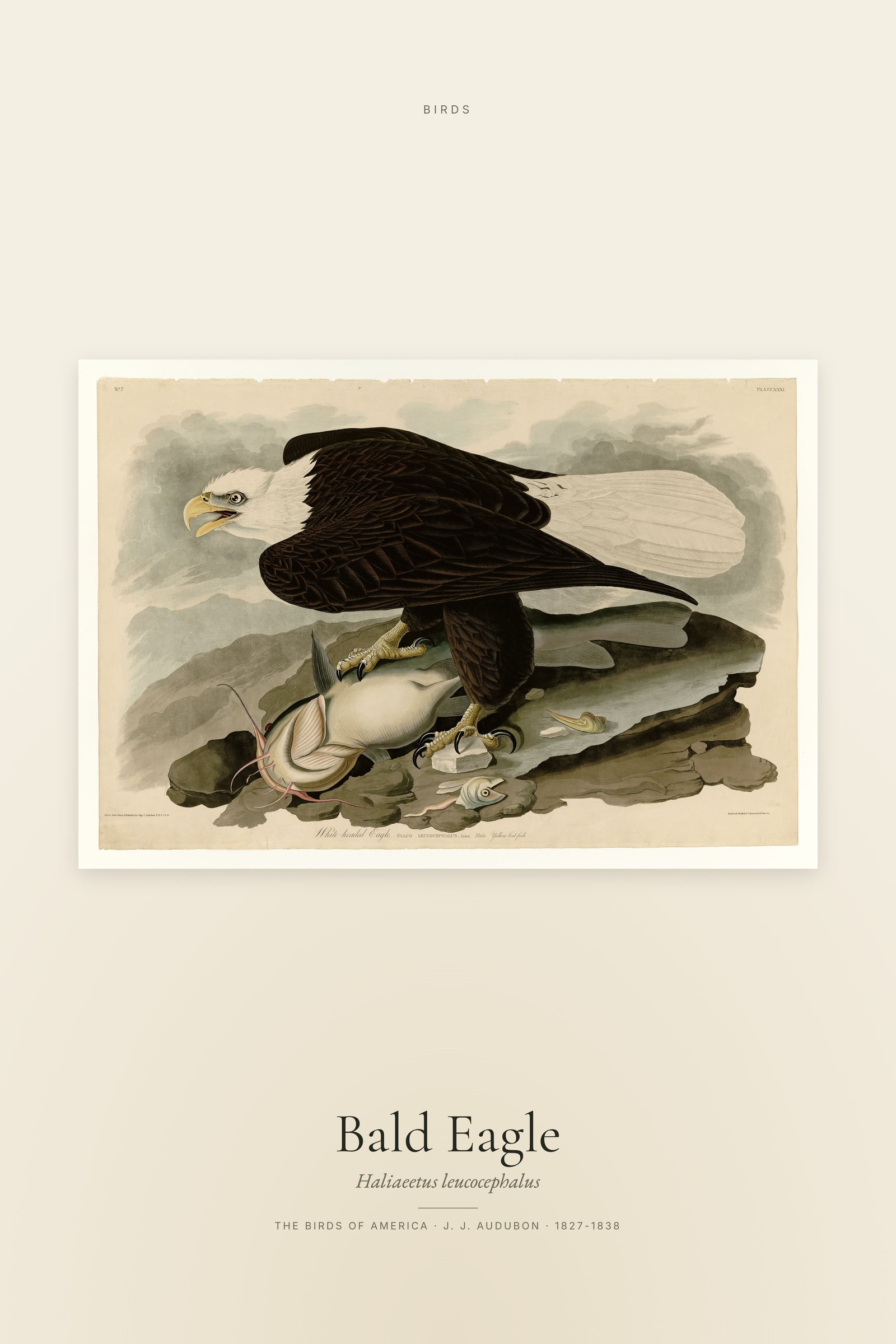 Bald Eagle