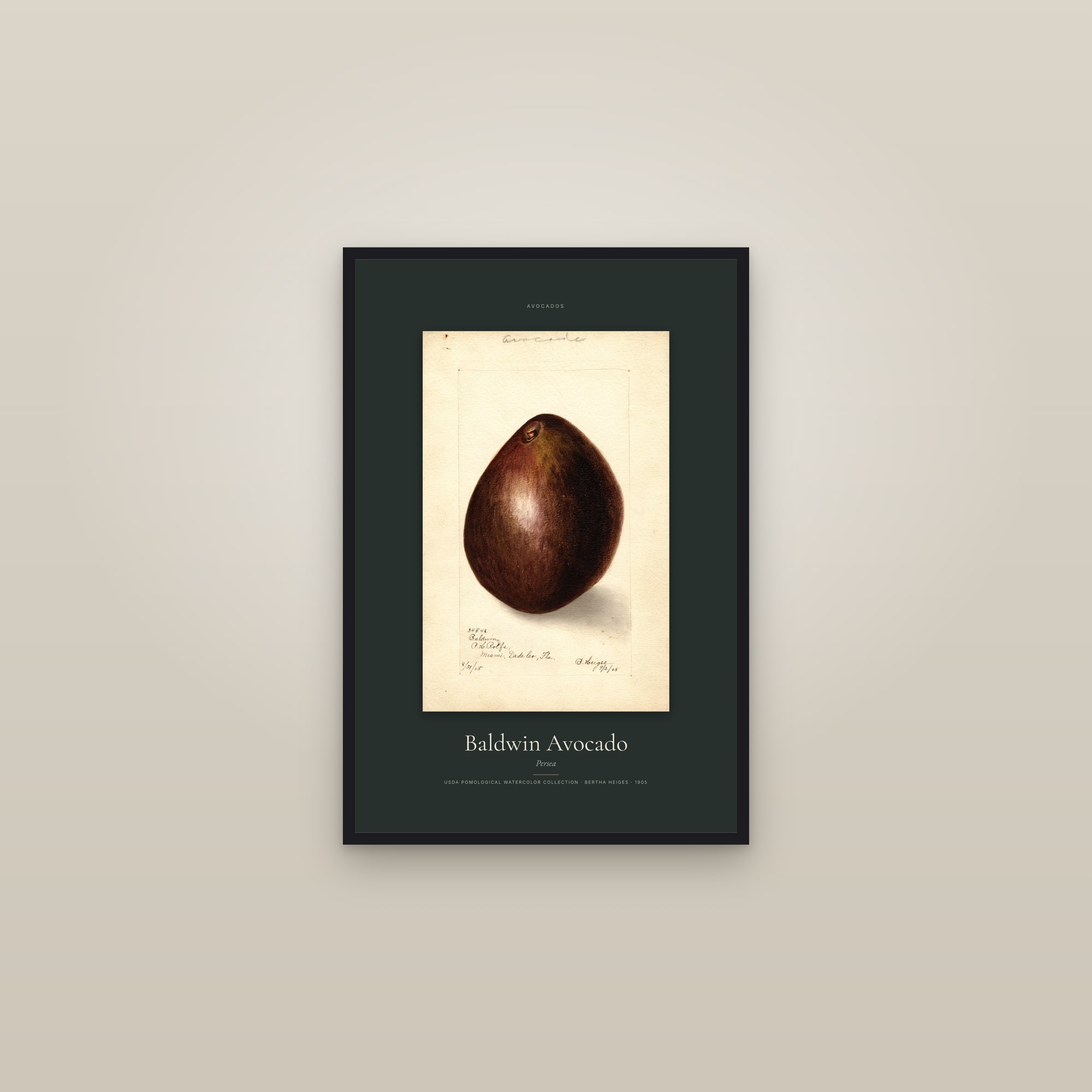 Baldwin Avocado — Specimen — framed in a gallery setting