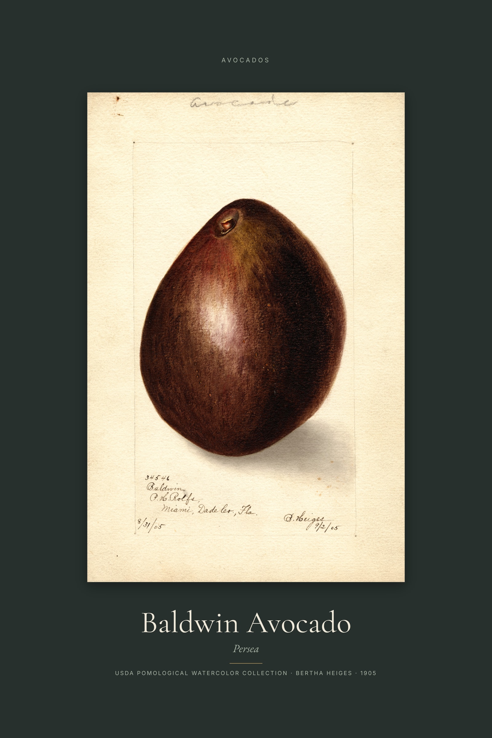 Baldwin Avocado — Specimen