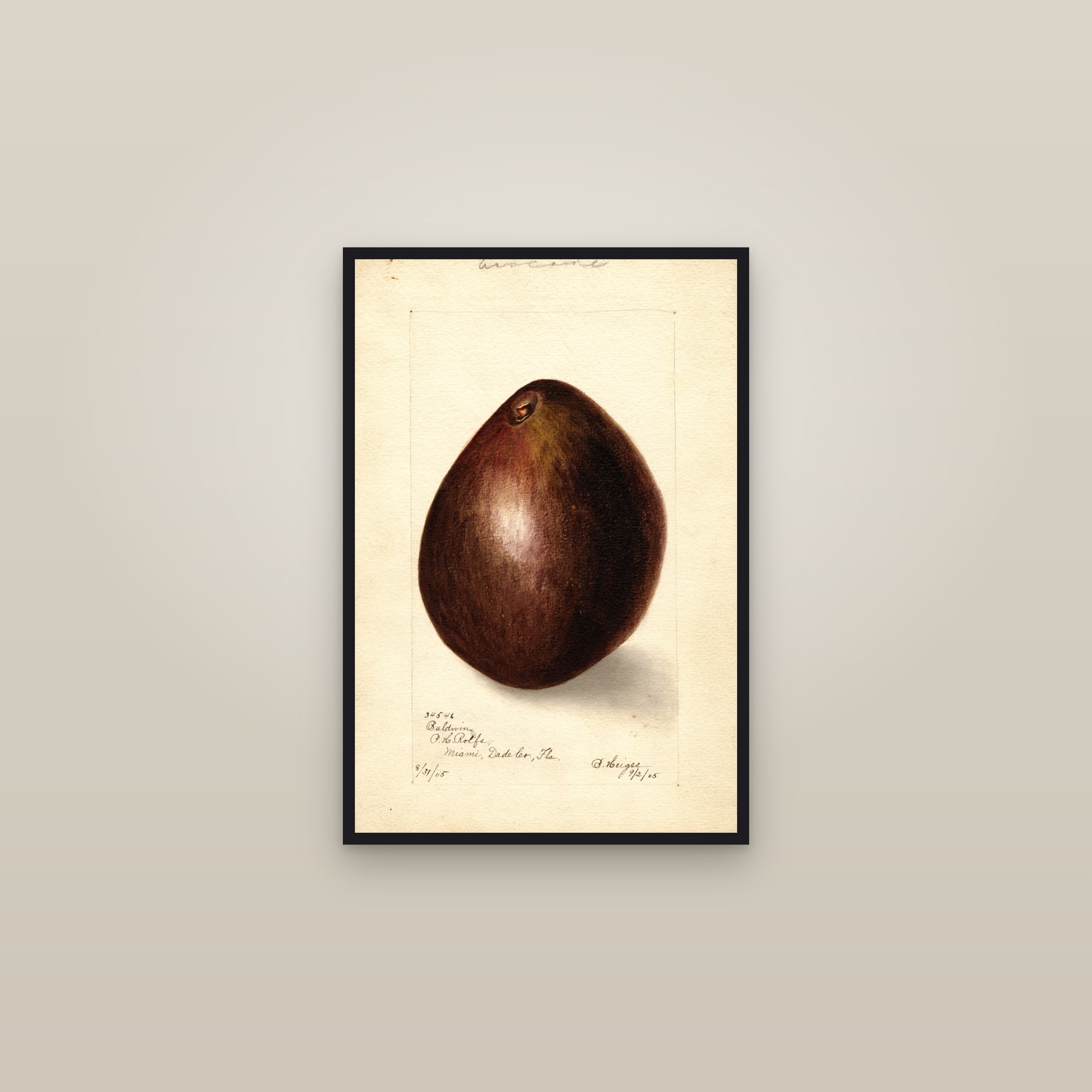 Baldwin Avocado — framed in a gallery setting