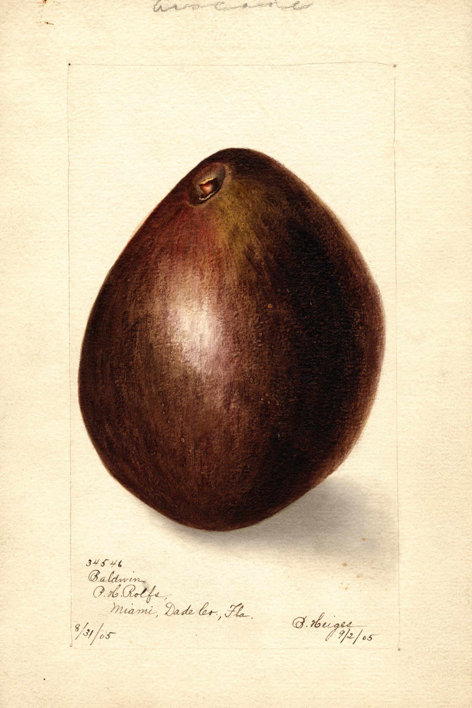 Baldwin Avocado