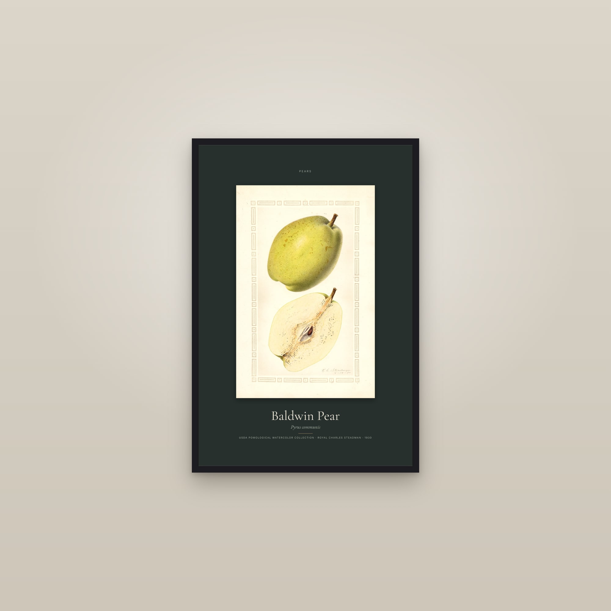 Baldwin Pear — Specimen — framed in a gallery setting