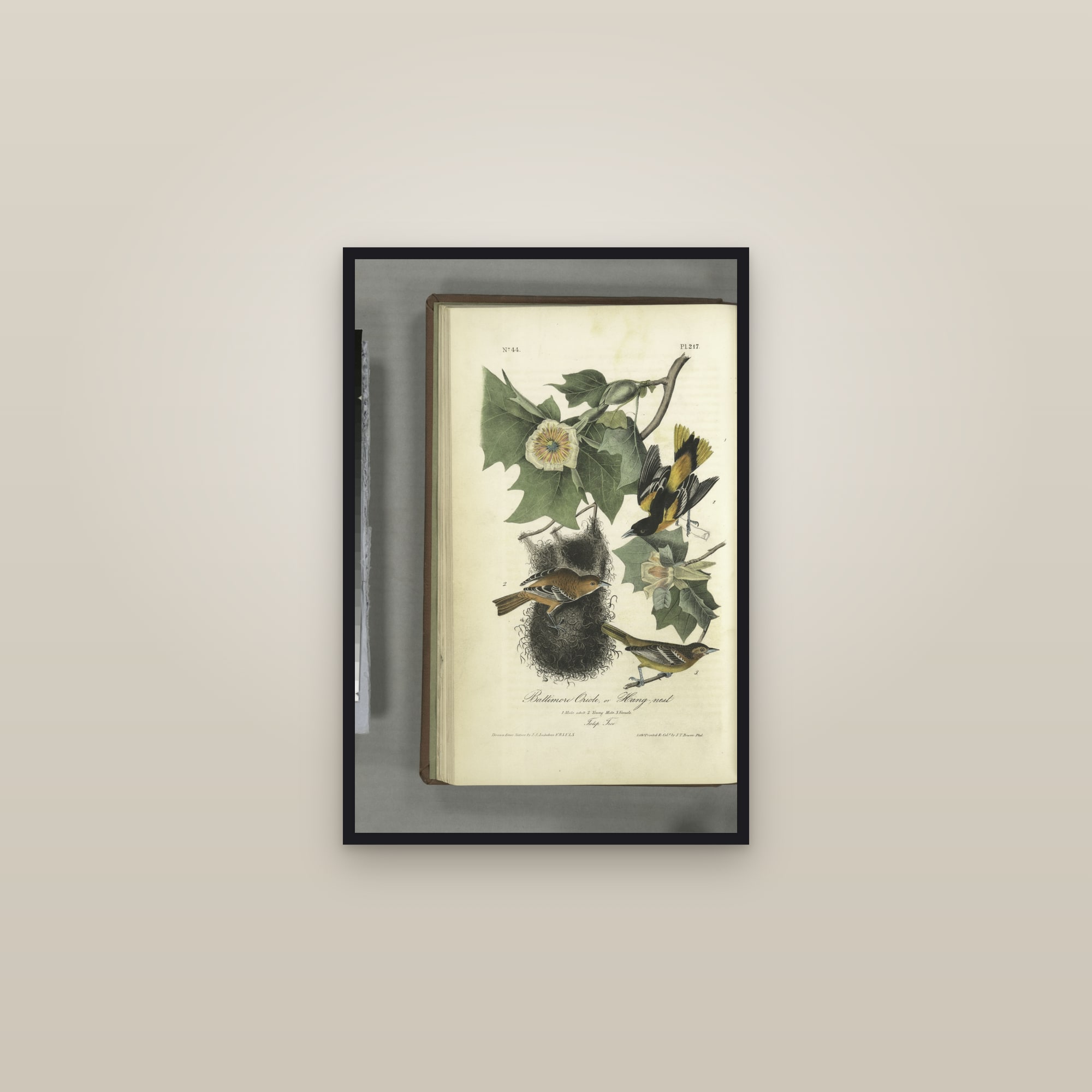 Baltimore Oriole — framed in a gallery setting