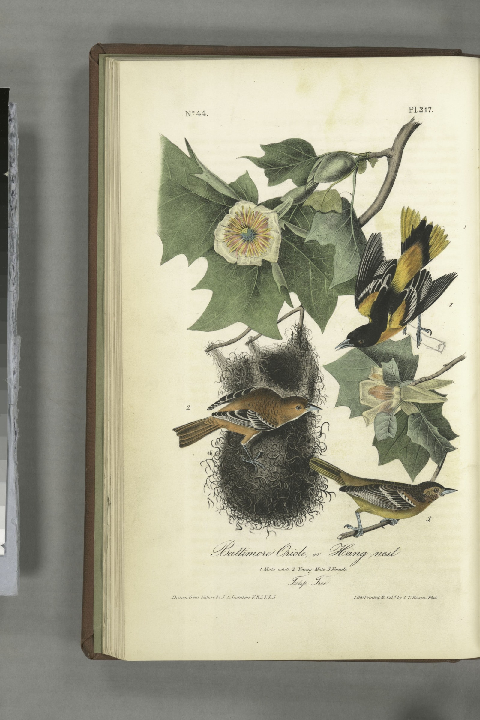Baltimore Oriole