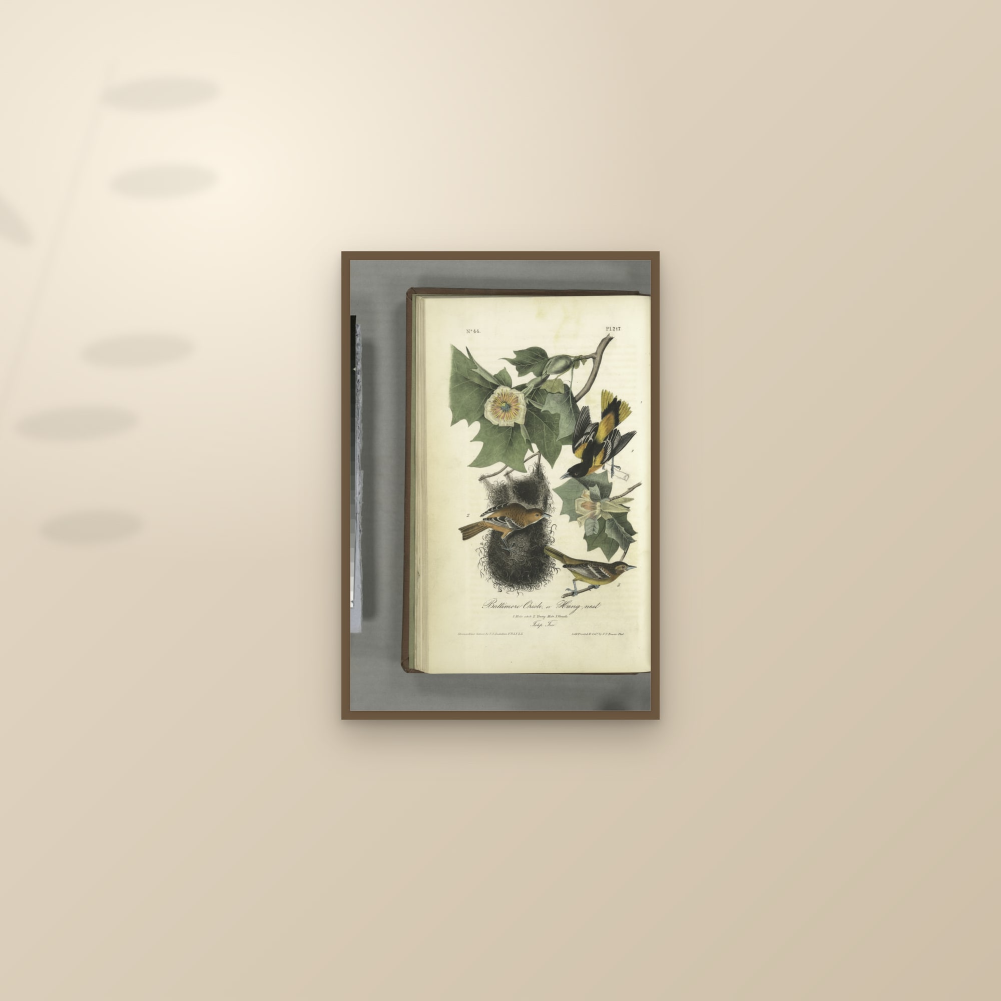 Baltimore Oriole — framed and styled on a sunlit wall