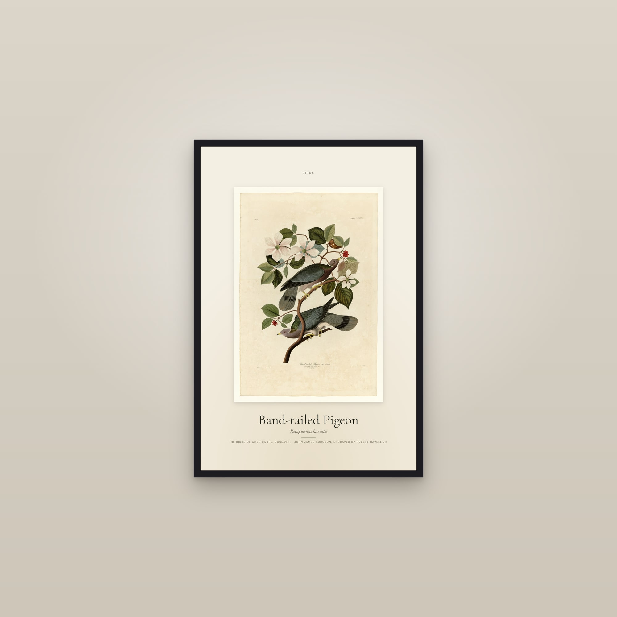 Band-tailed Pigeon — Specimen — framed in a gallery setting