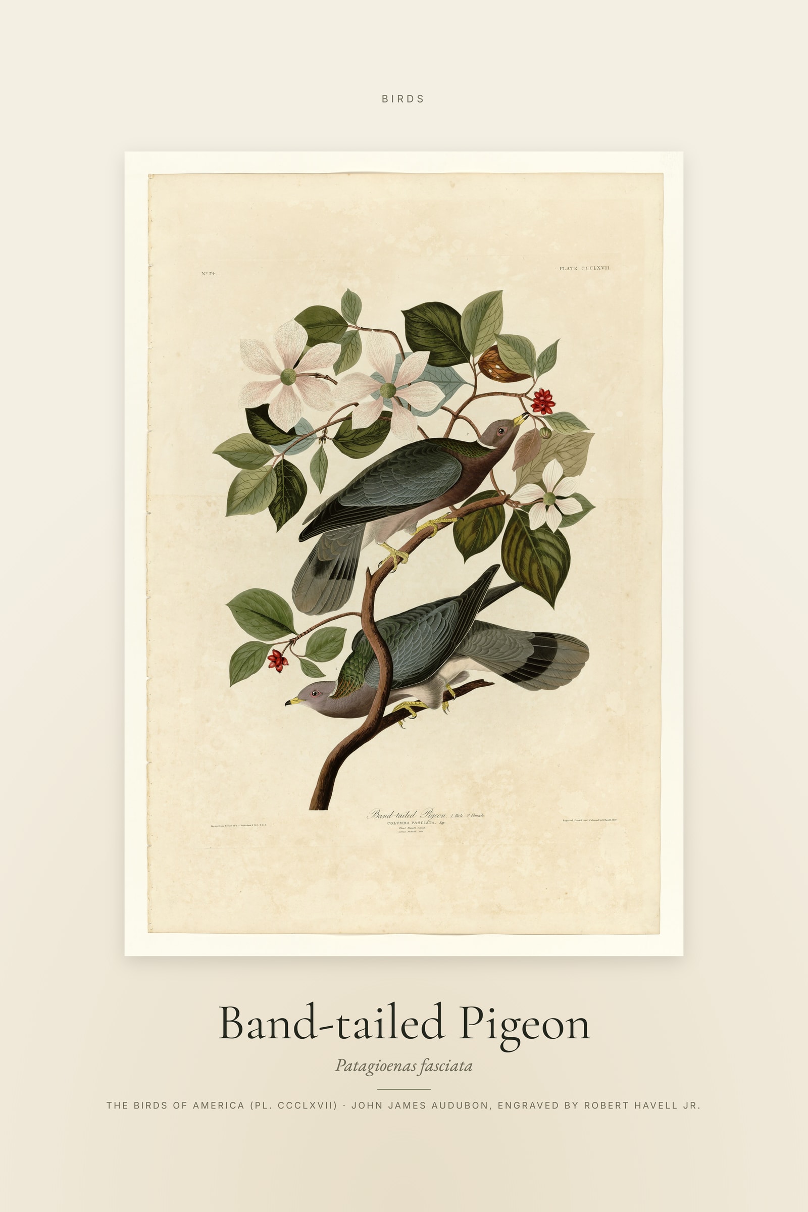 Band-tailed Pigeon — Specimen