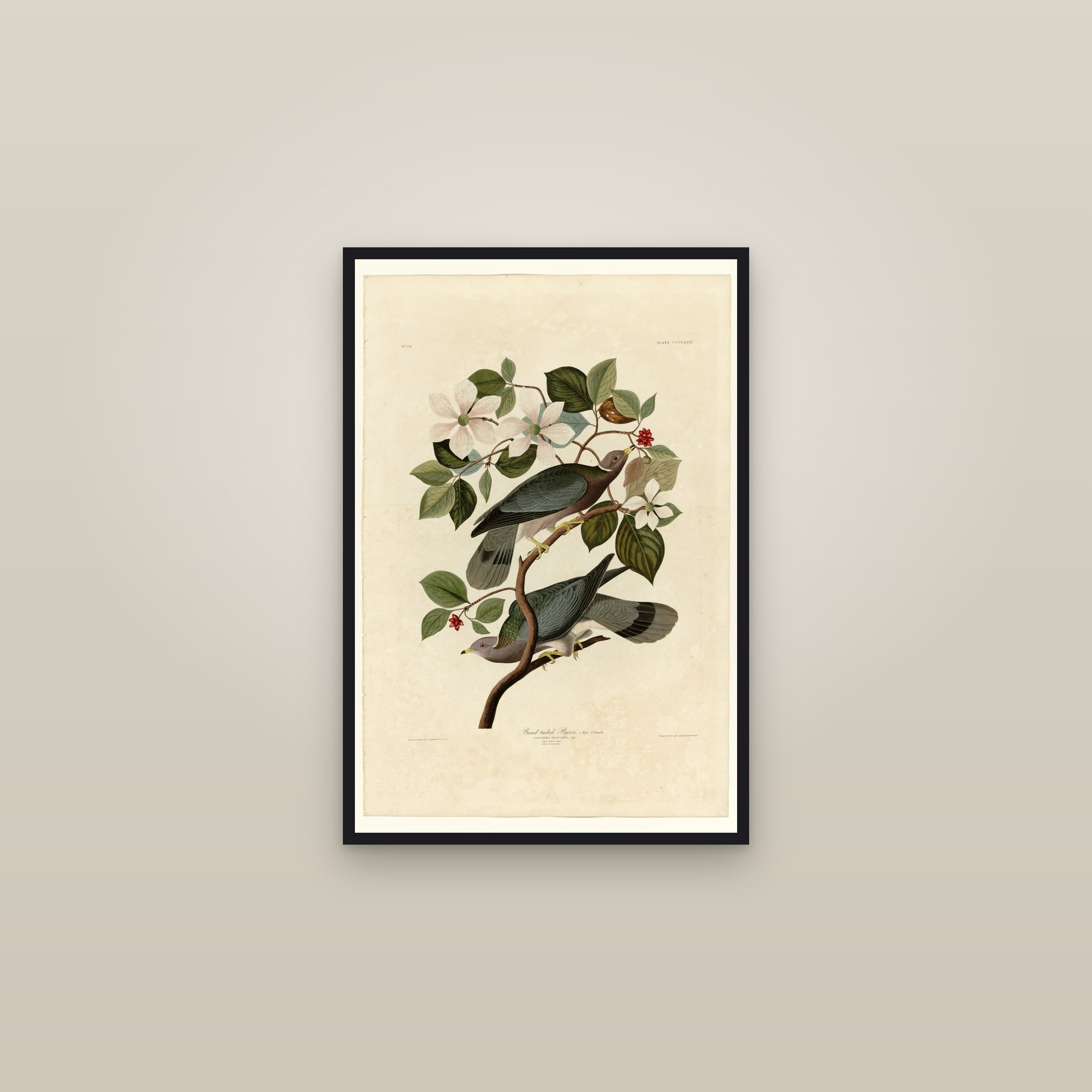 Band-tailed Pigeon — framed in a gallery setting