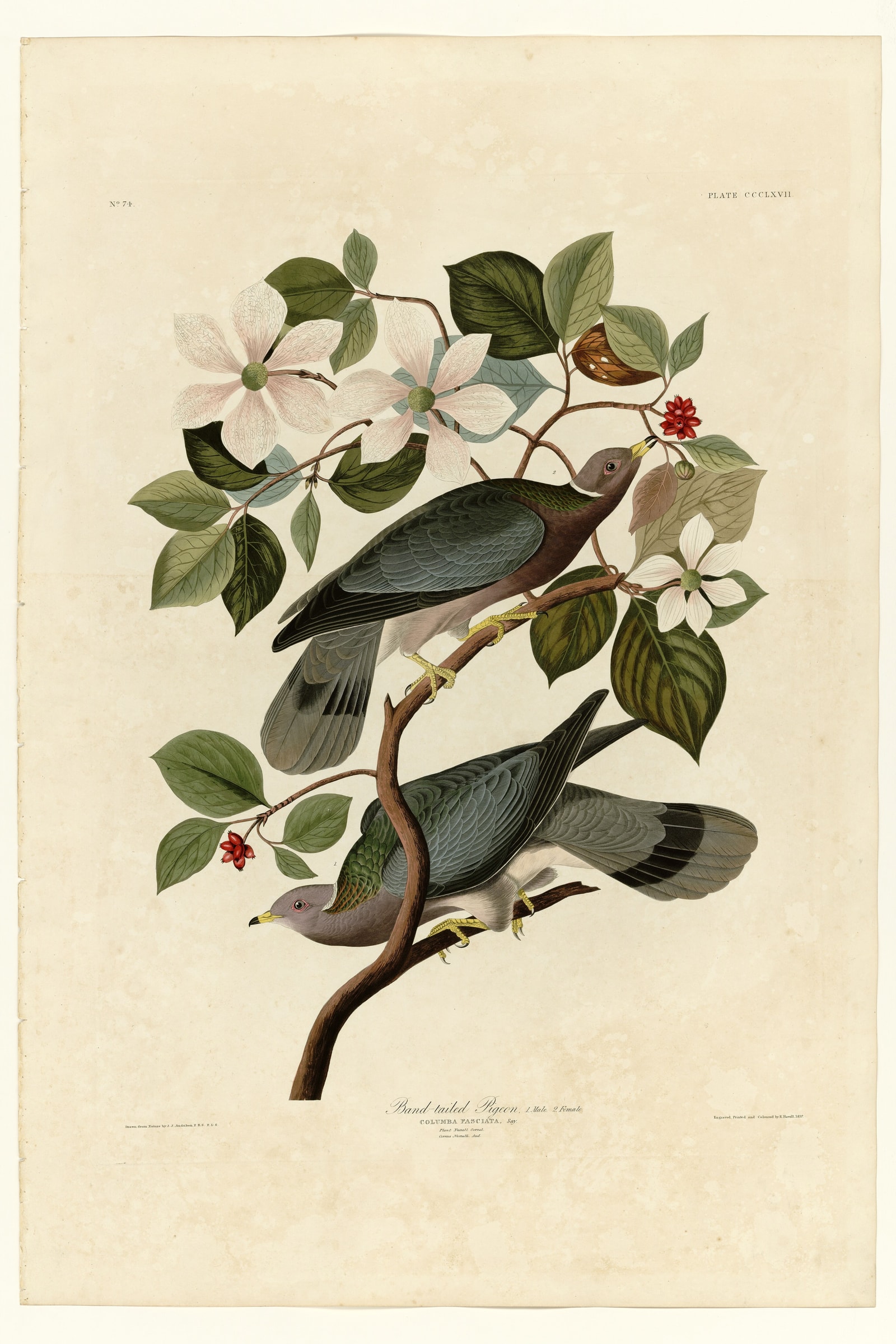 Band-tailed Pigeon