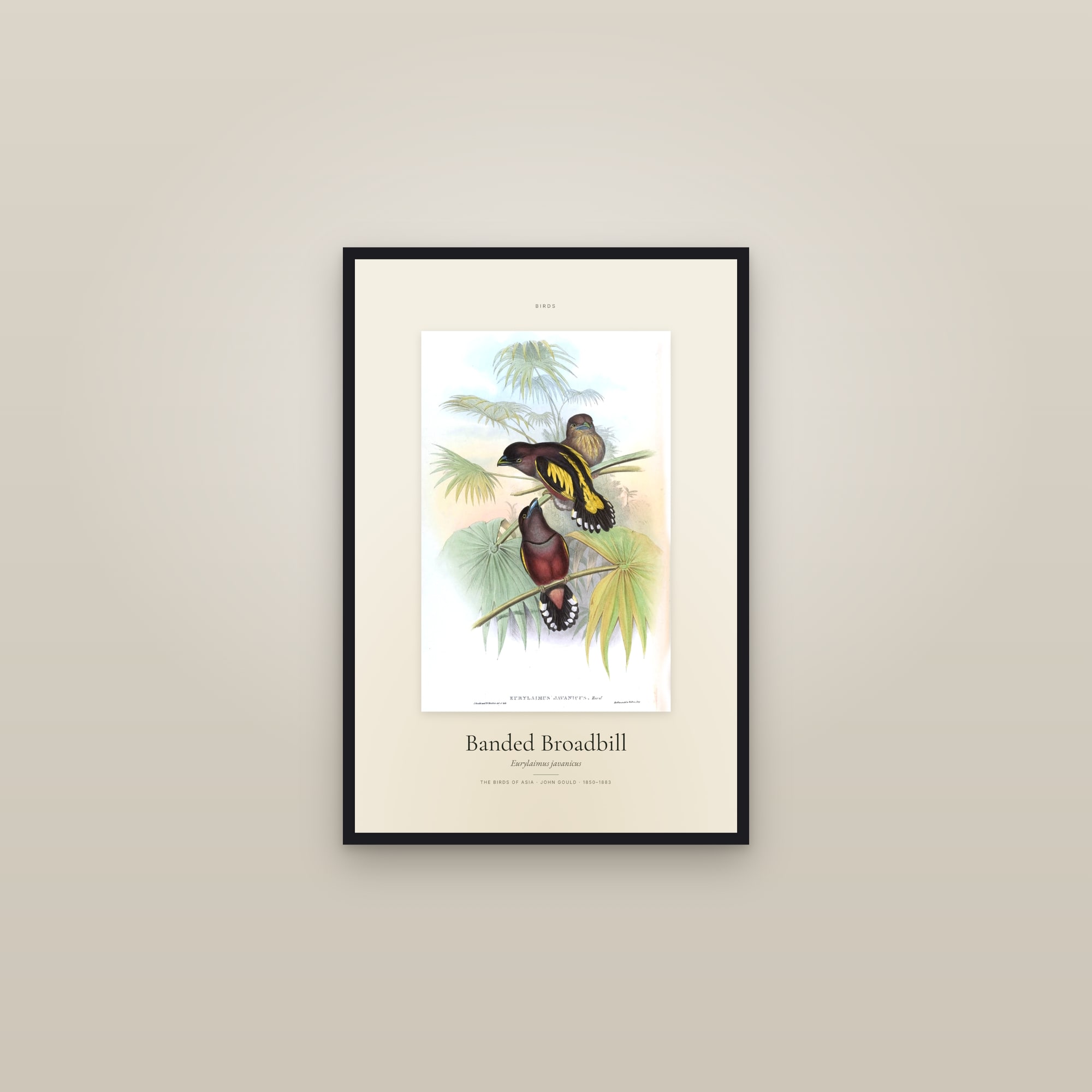 Banded Broadbill — Specimen — framed in a gallery setting