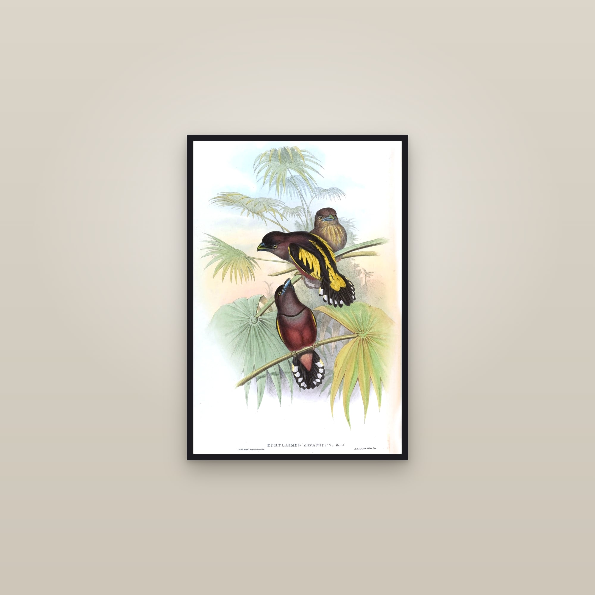 Banded Broadbill — framed in a gallery setting