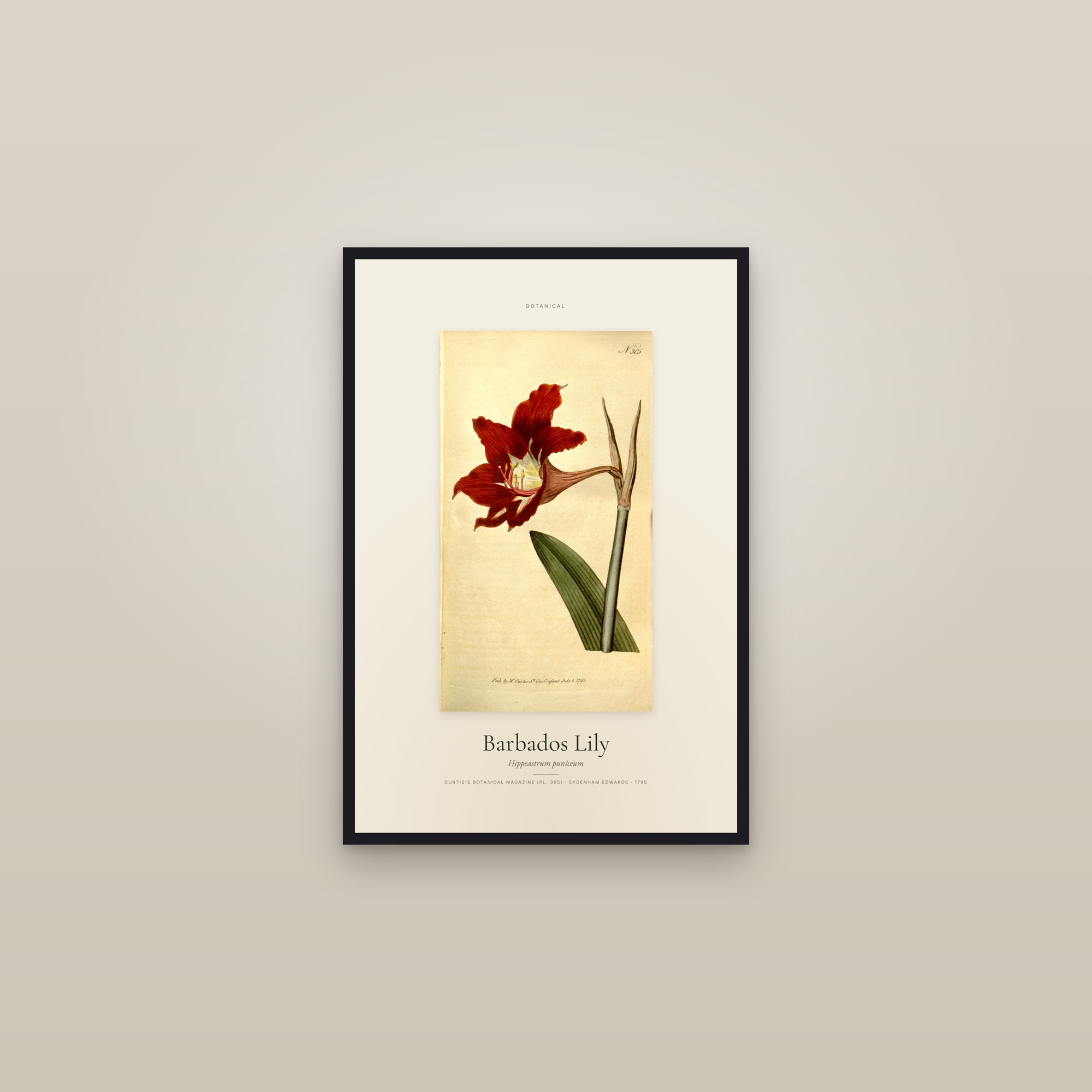 Barbados Lily — Specimen — framed in a gallery setting
