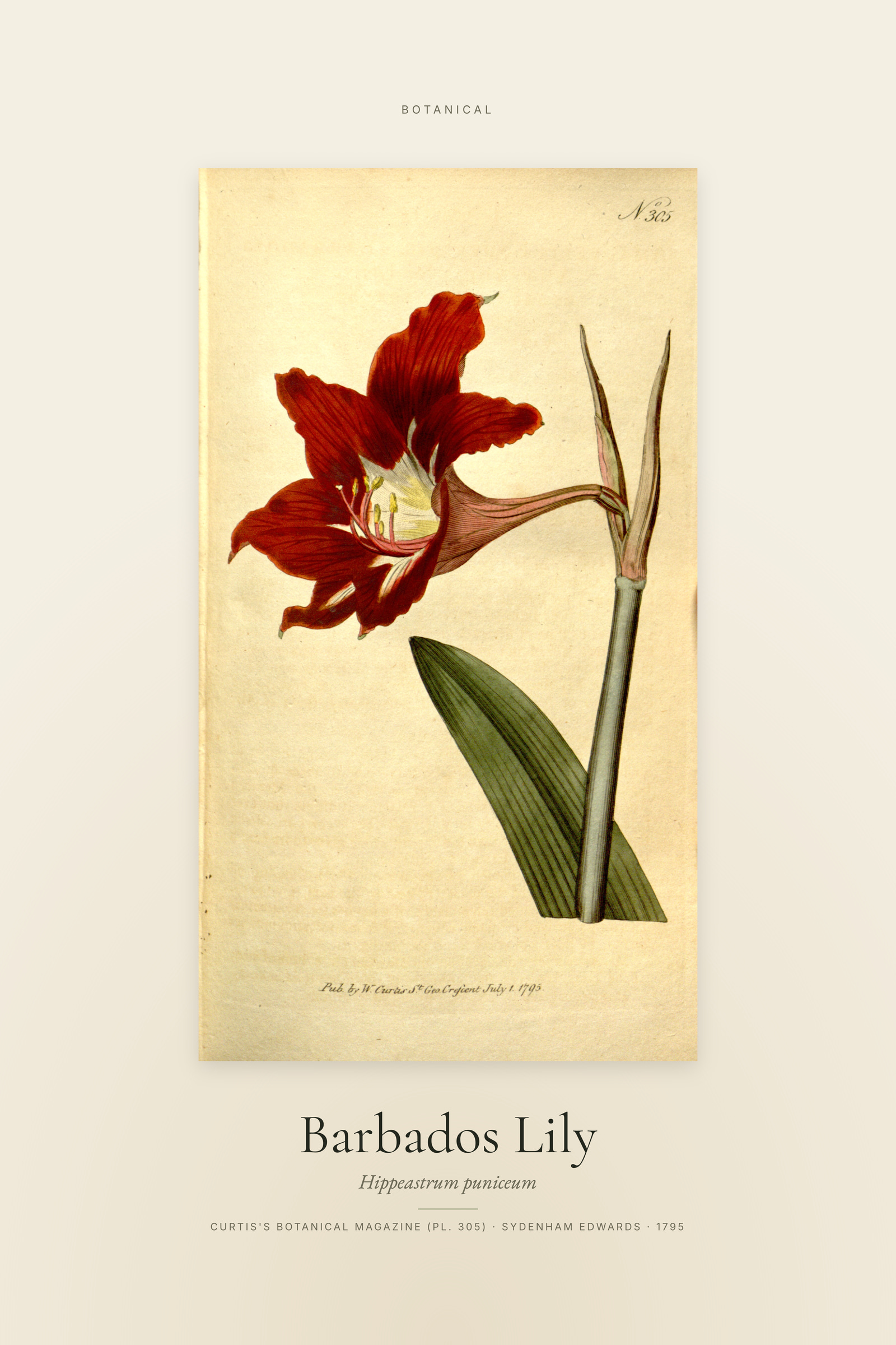 Barbados Lily — Specimen